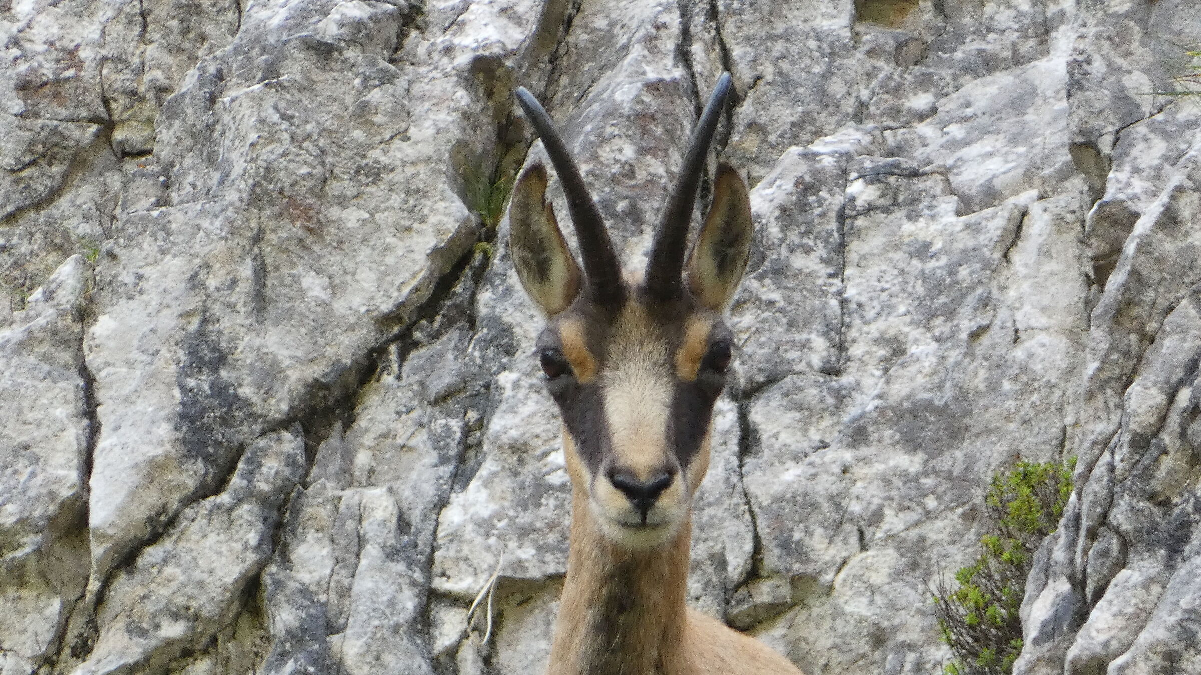 suede in Val Gerona Bergamo 1