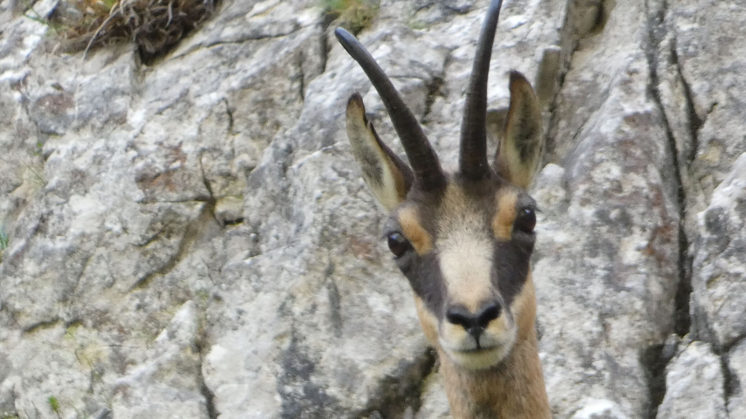 suede in Val Gerona Bergamo 2