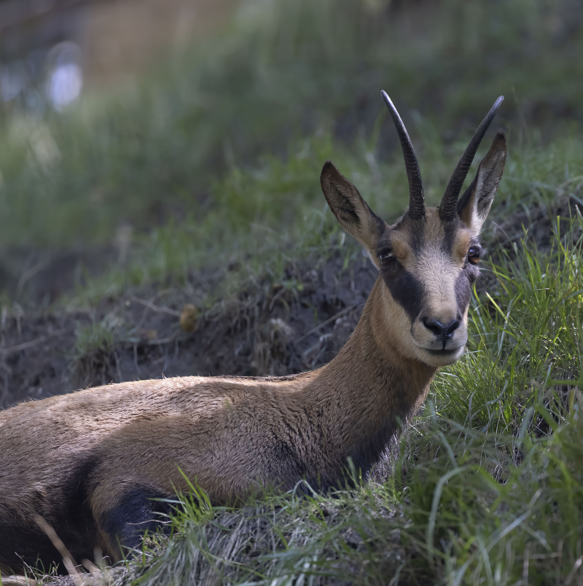 Chamois in the Gran Paradiso National Park