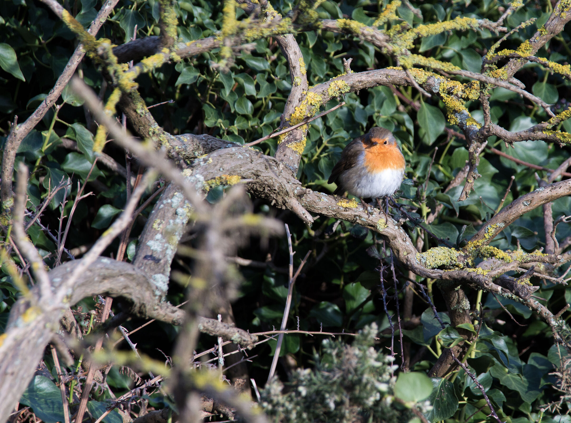 robin