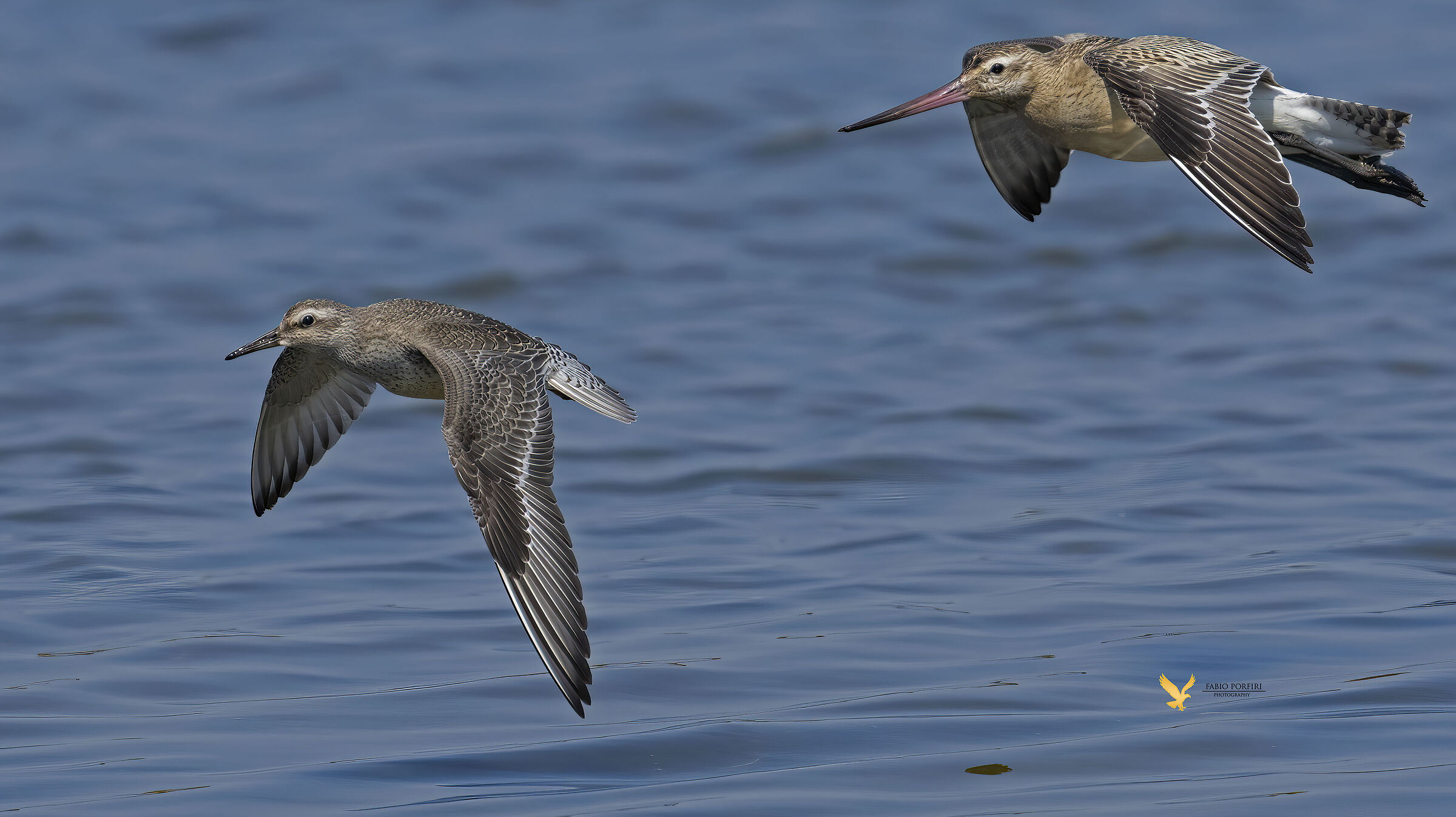gli amici, piovanello maggiore, pittima minore