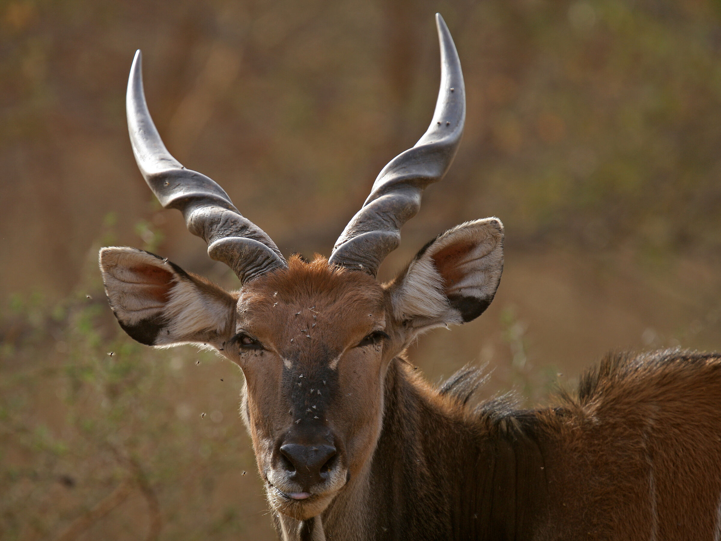 Kudu nella riserva di Bandia