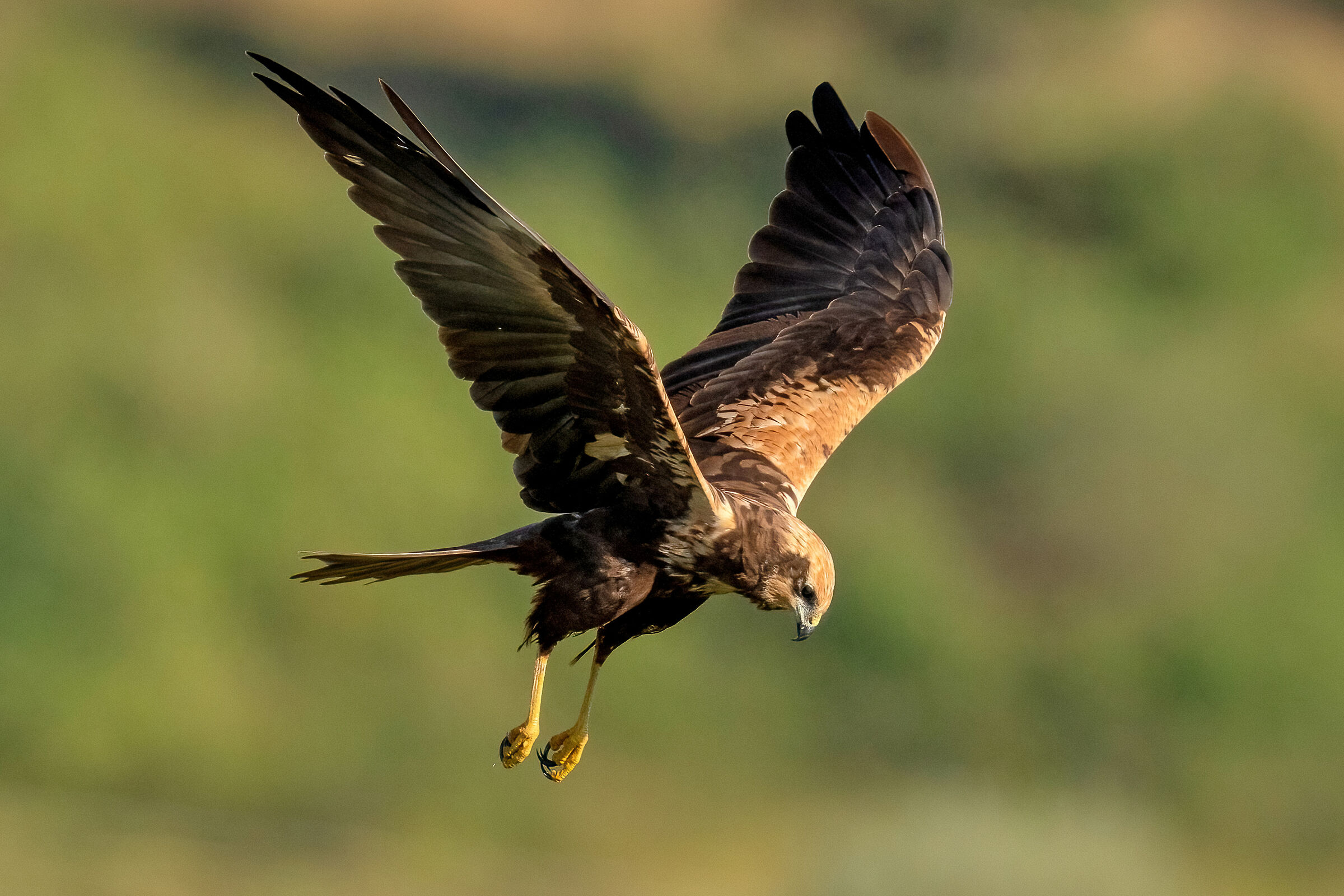 Falco di palude (Circus aeruginosus)