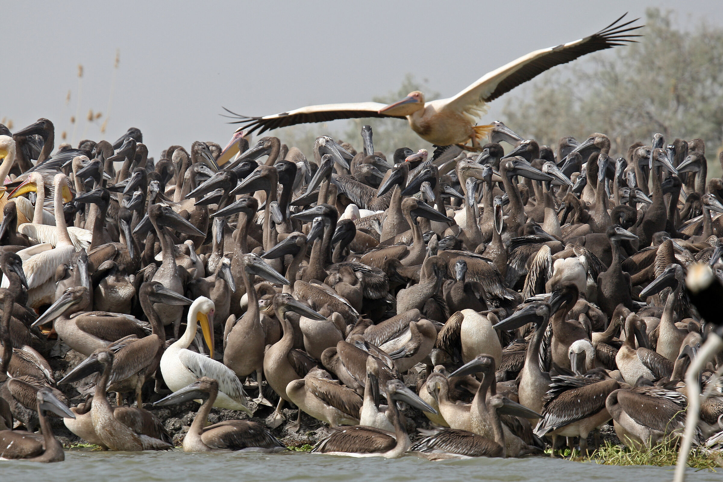Djoudj National Bird Sanctuary