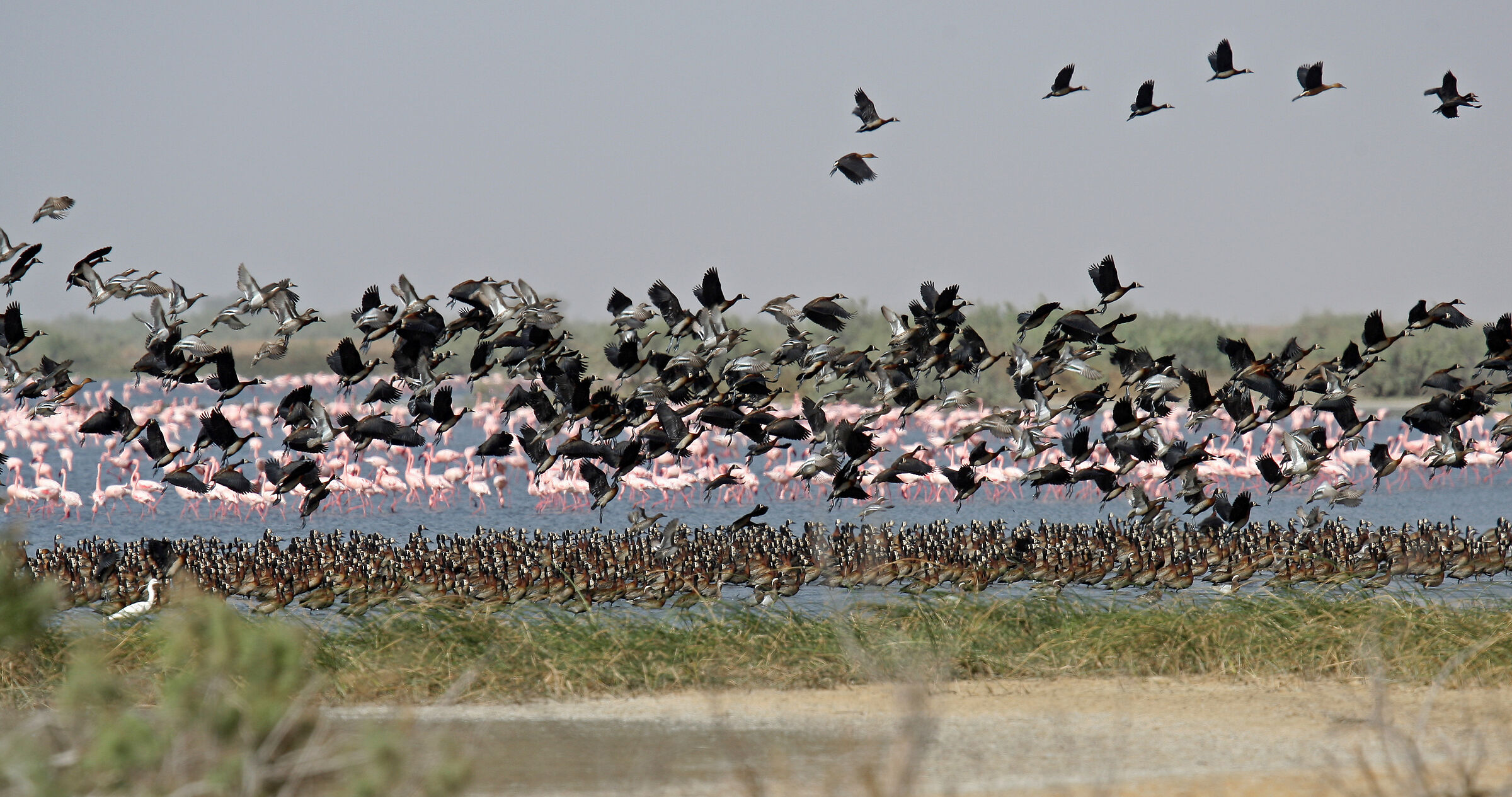 Djoudj National Bird Sanctuary - dendrocigna