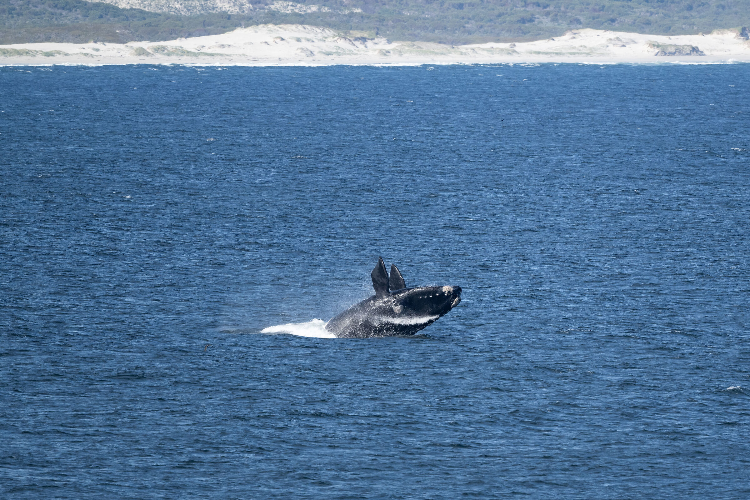 Southern right whale