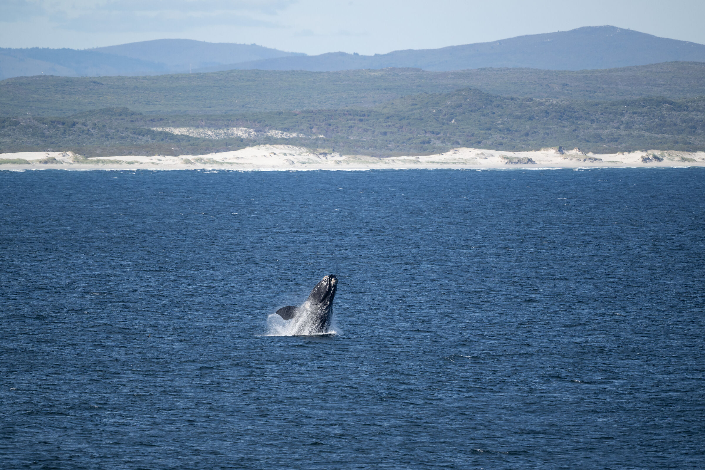 Southern right whale 2