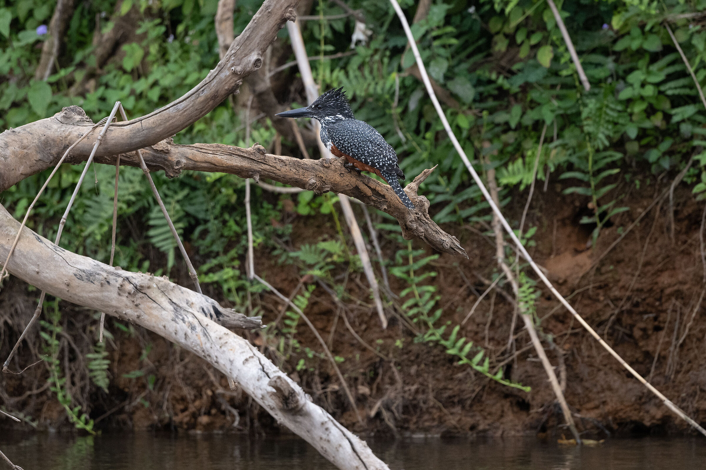 African giant kingfisher