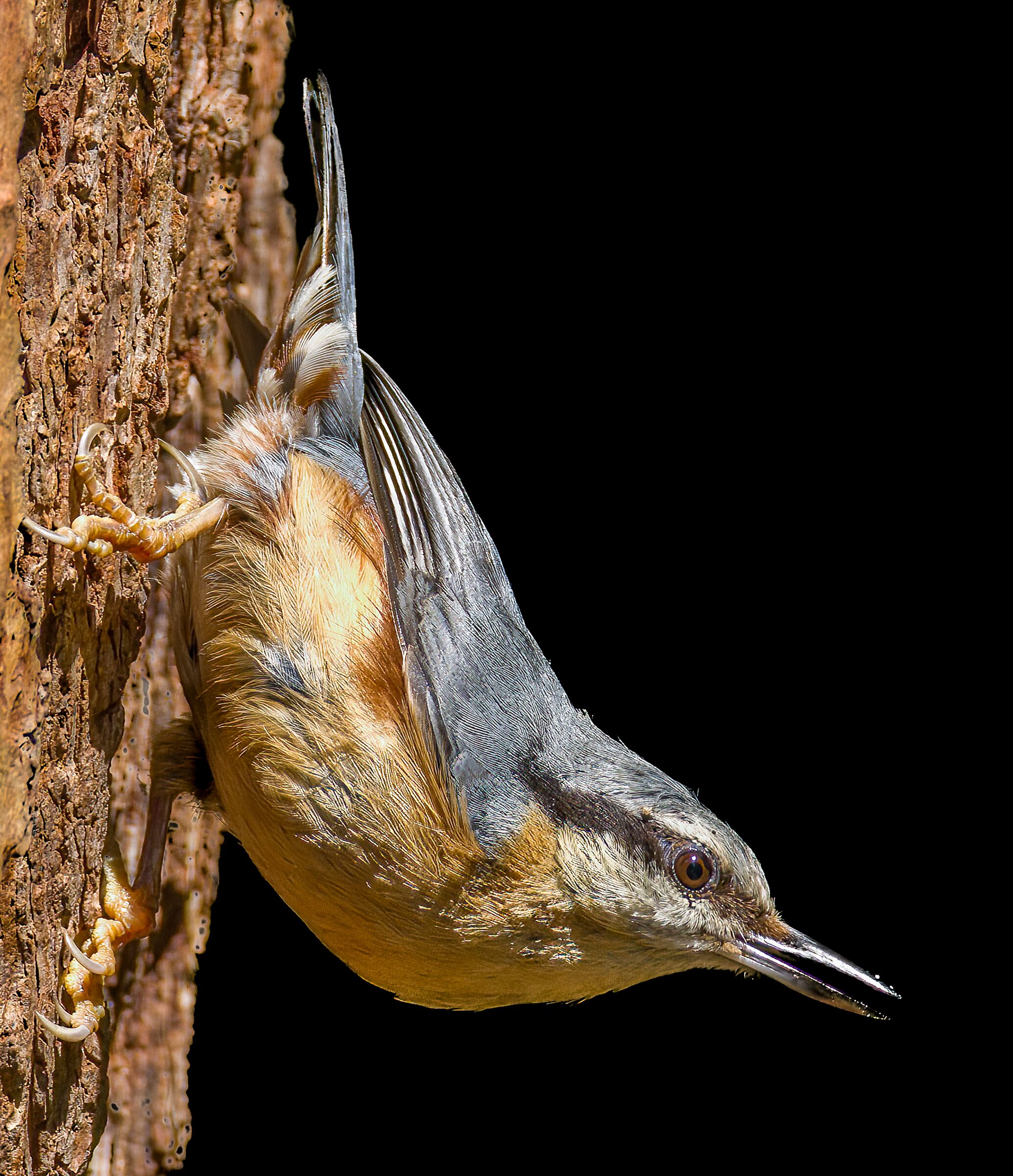 The nuthatch