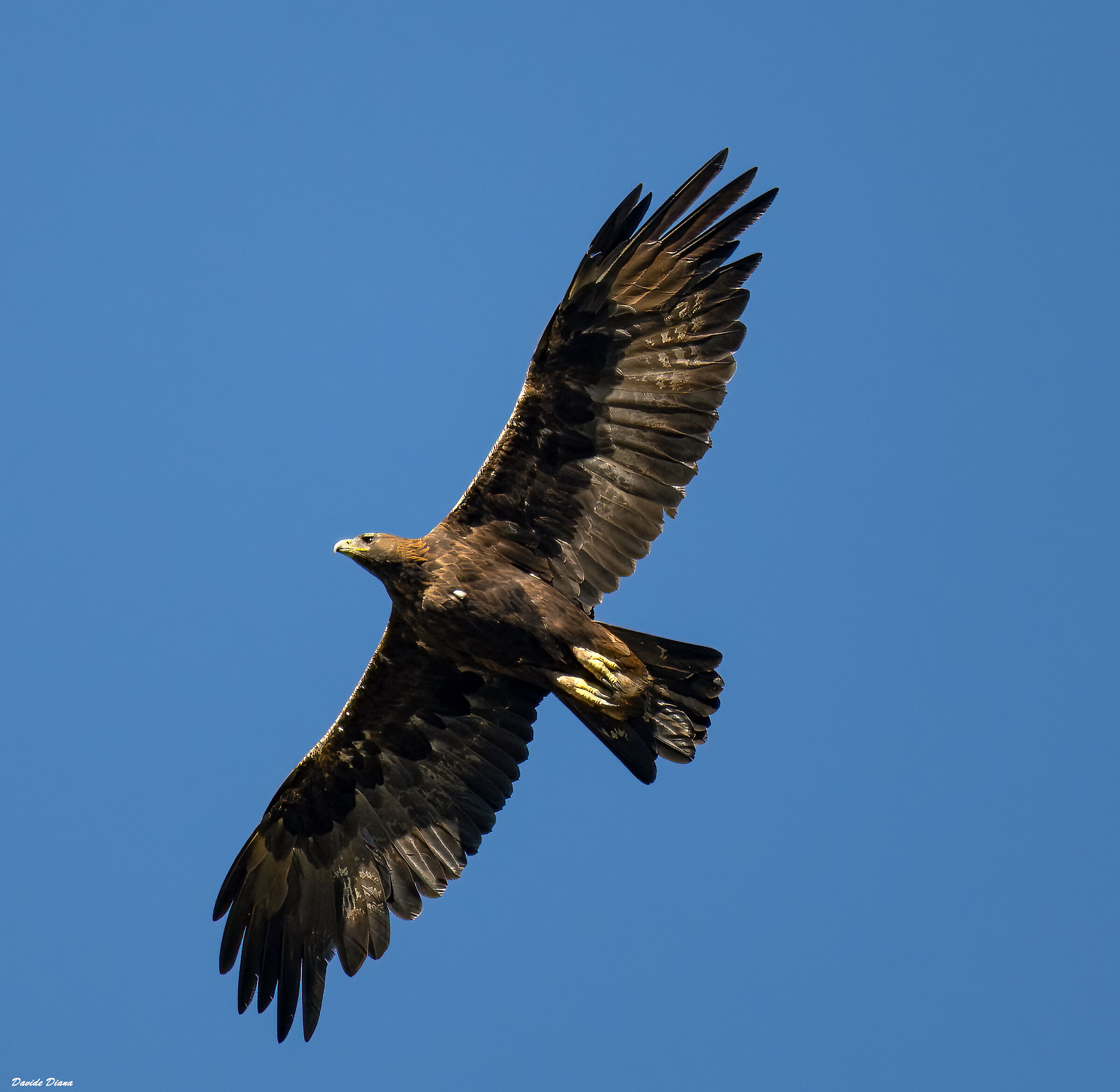 Golden eagle