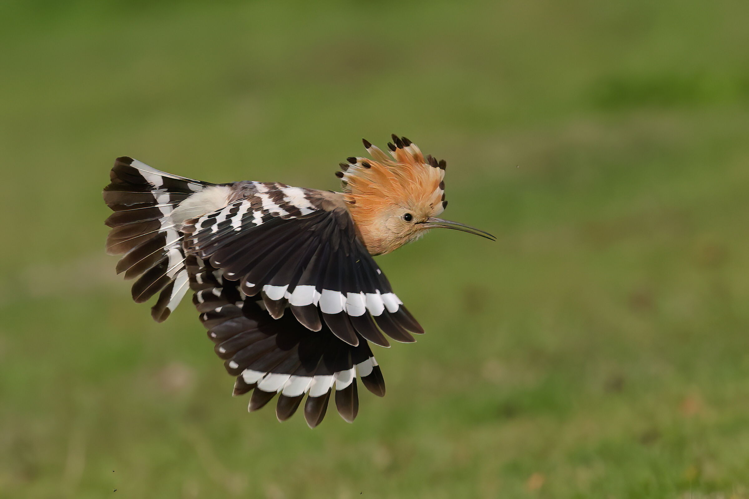 Hoopoe