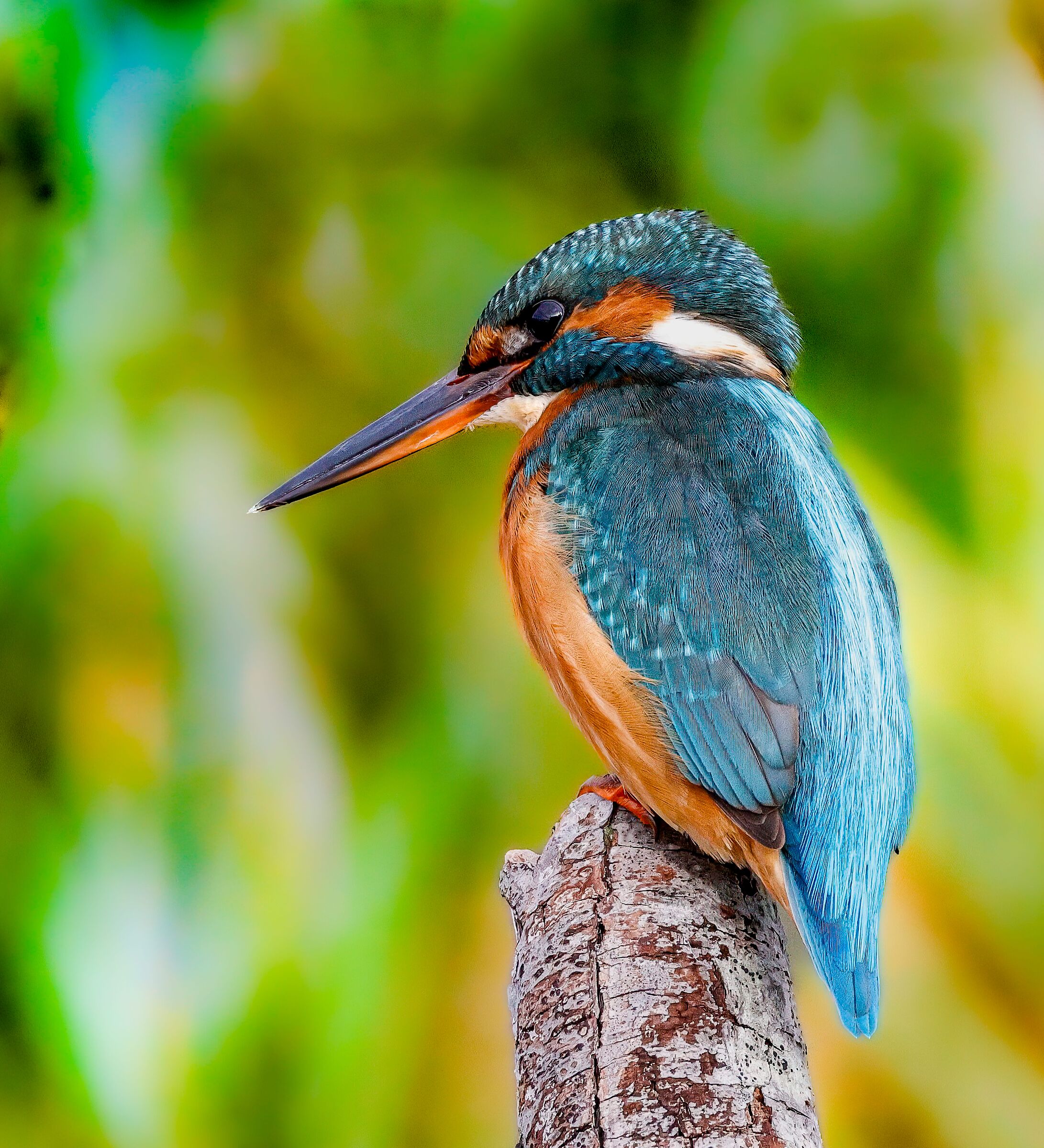 Kingfisher