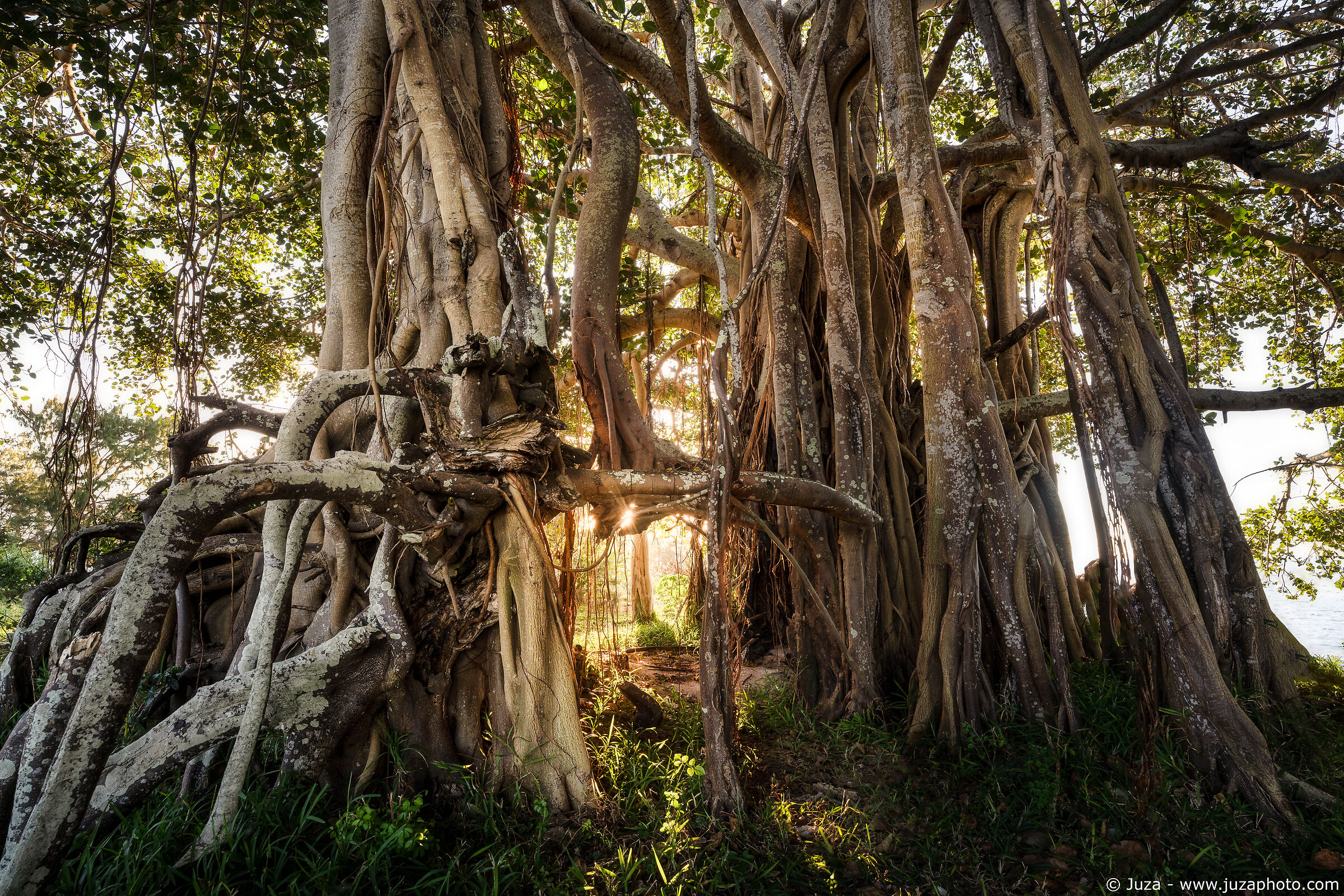Banyan al tramonto
