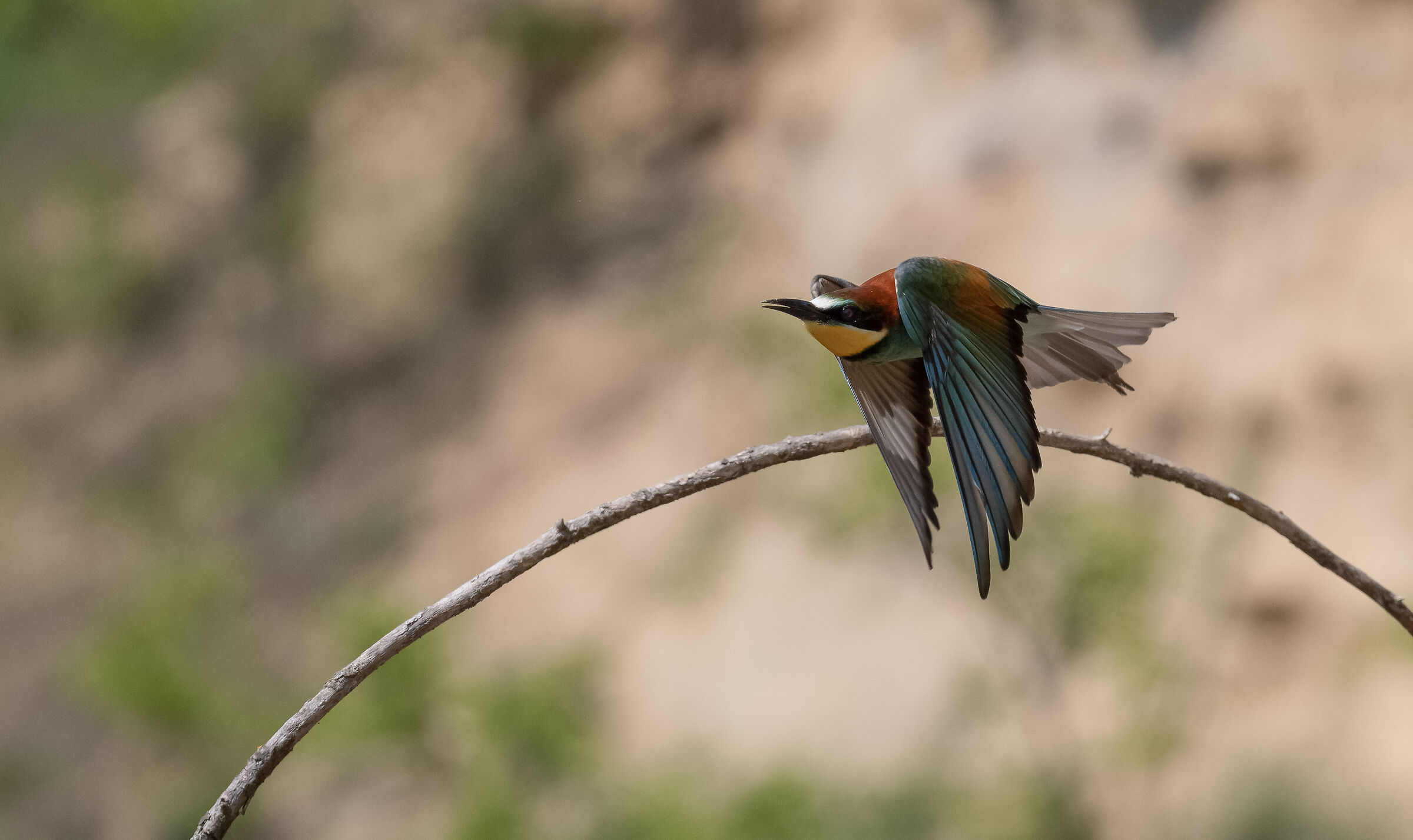bee-eater