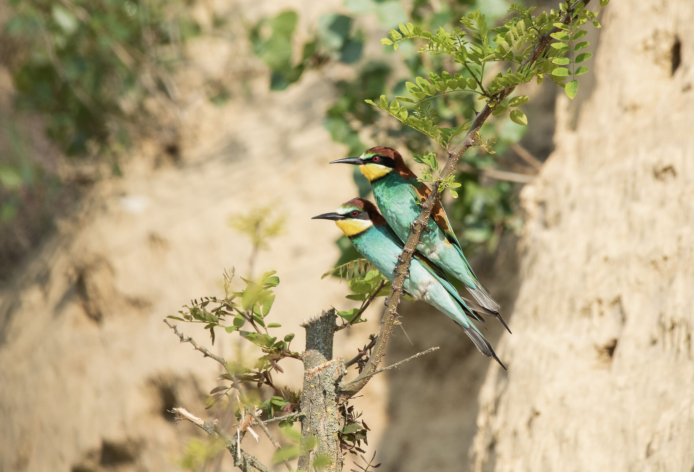 Bee-eaters