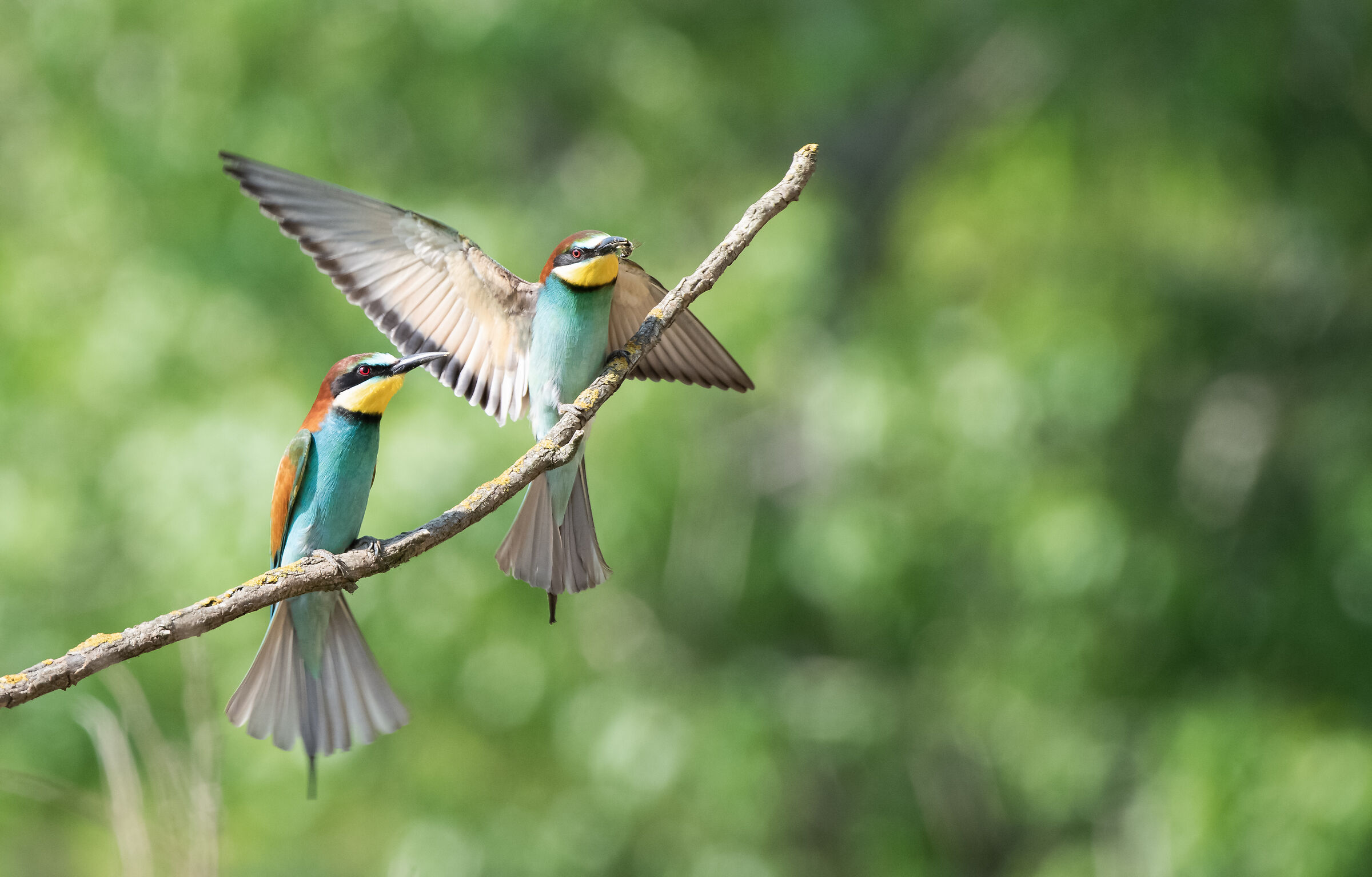 Bee-eaters