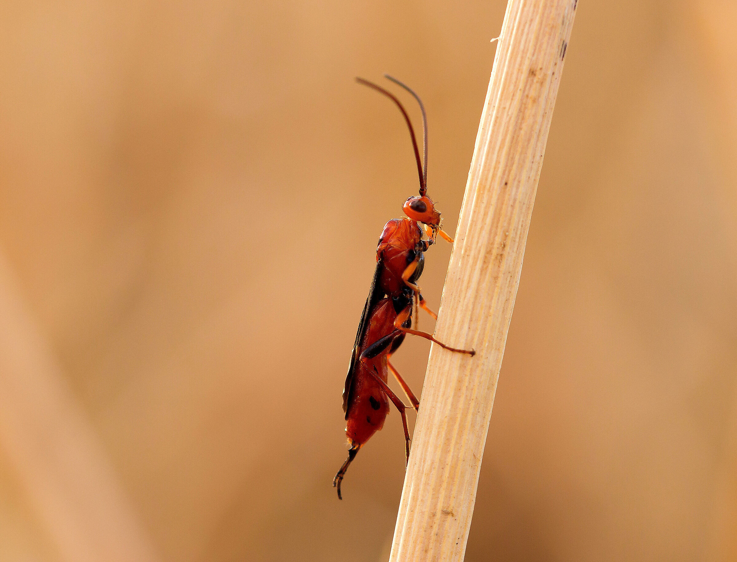 Trogomorpha trogiformis