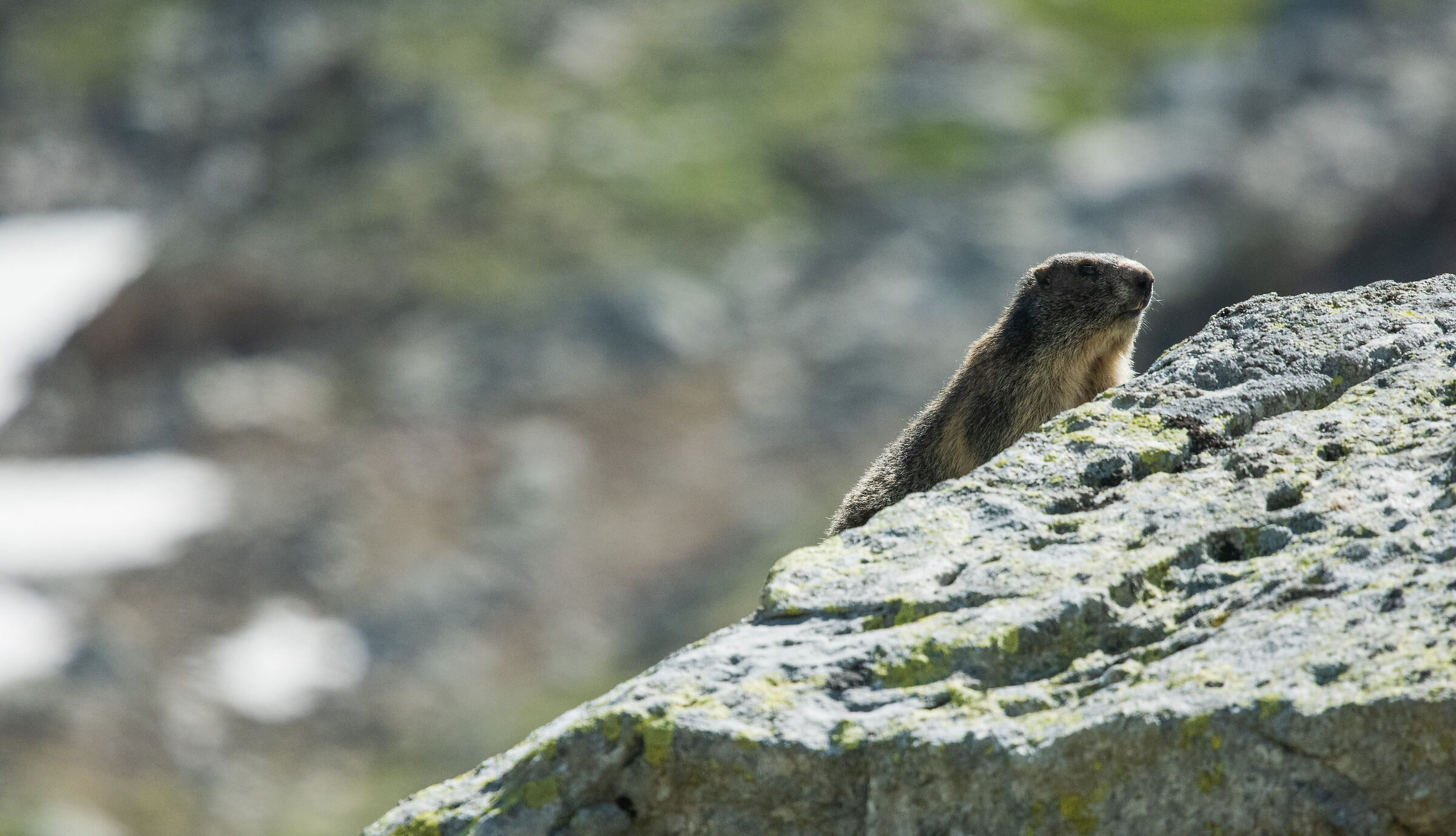 marmot