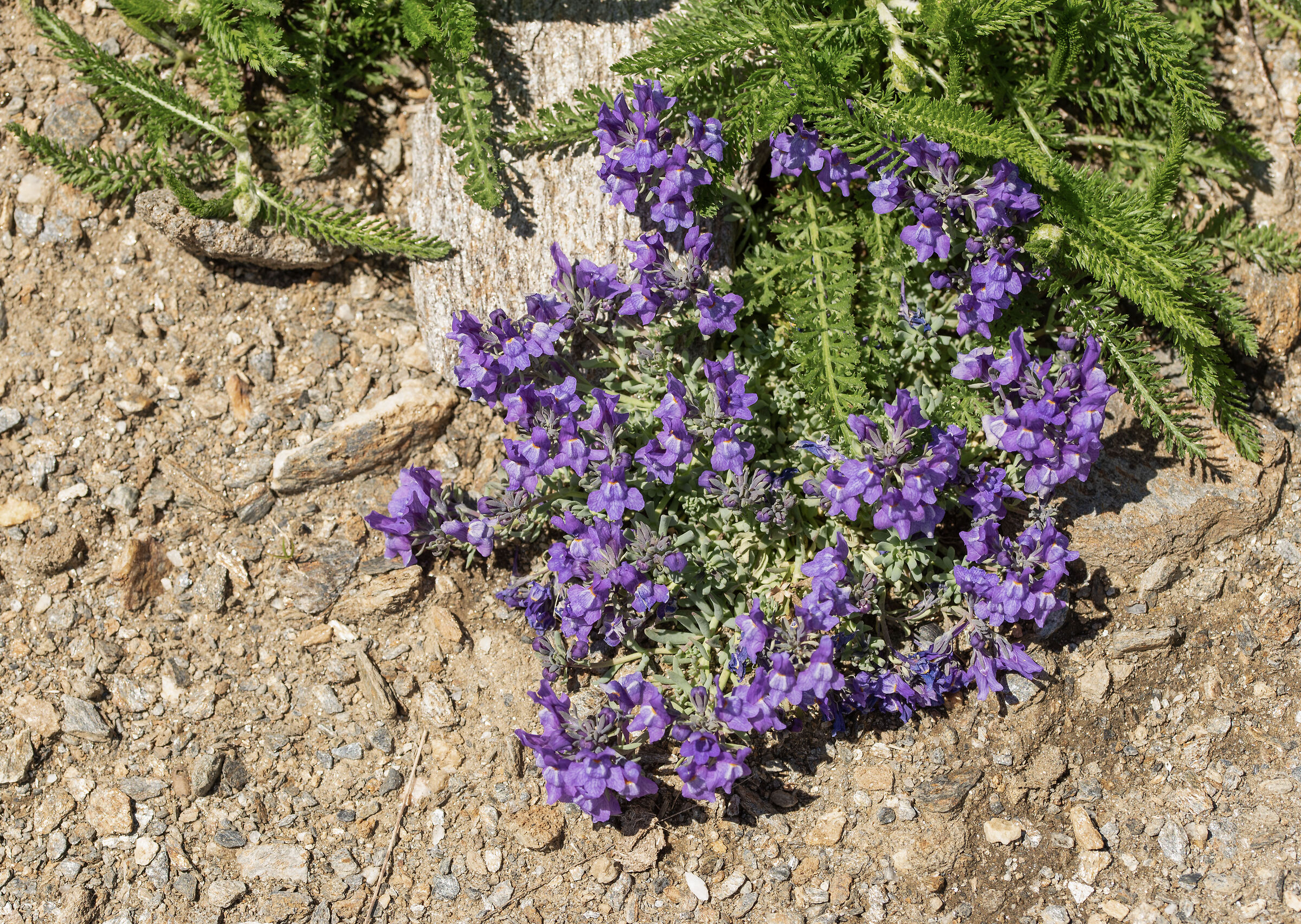 Linaria alpina