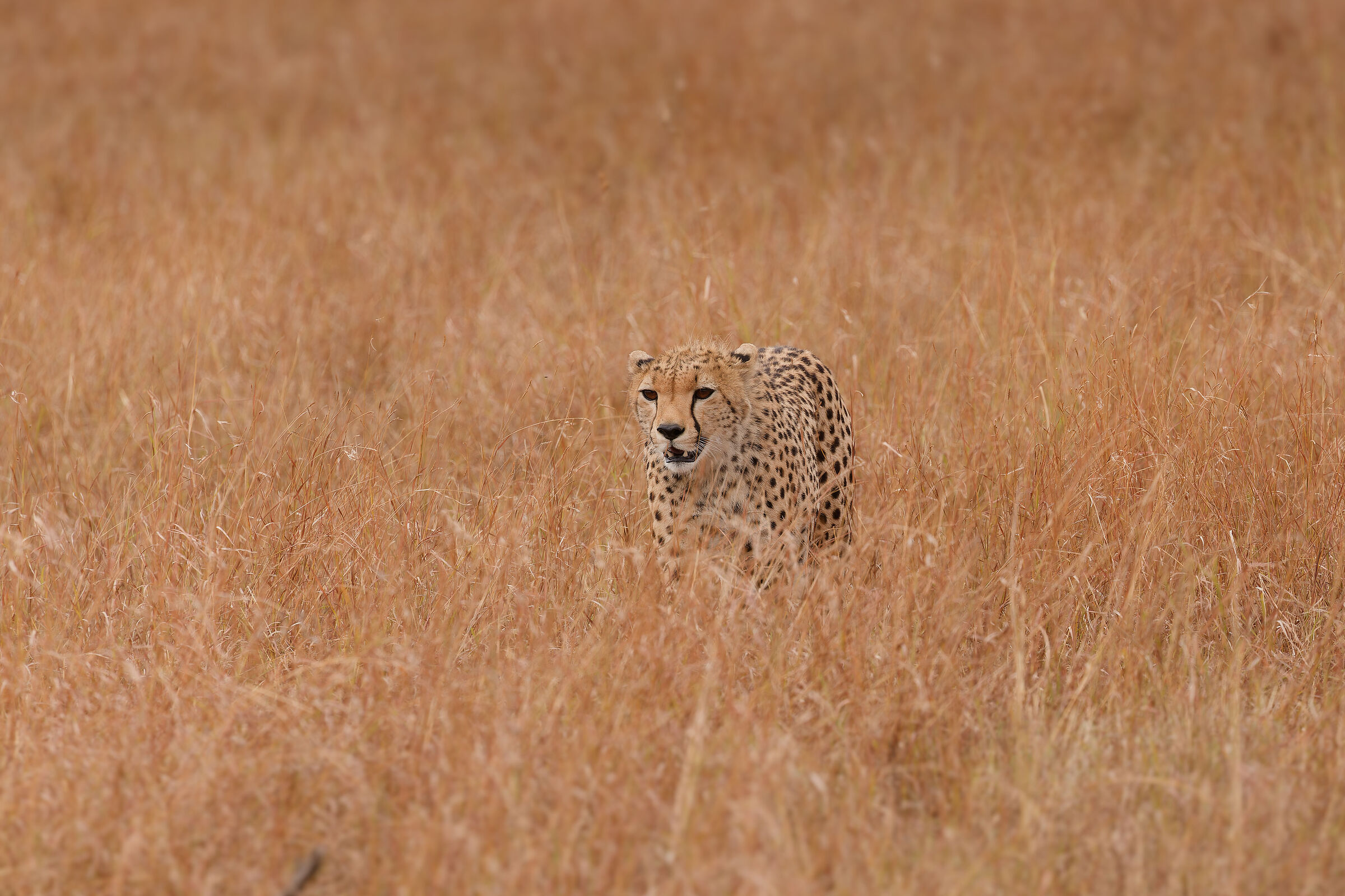 Cheetah