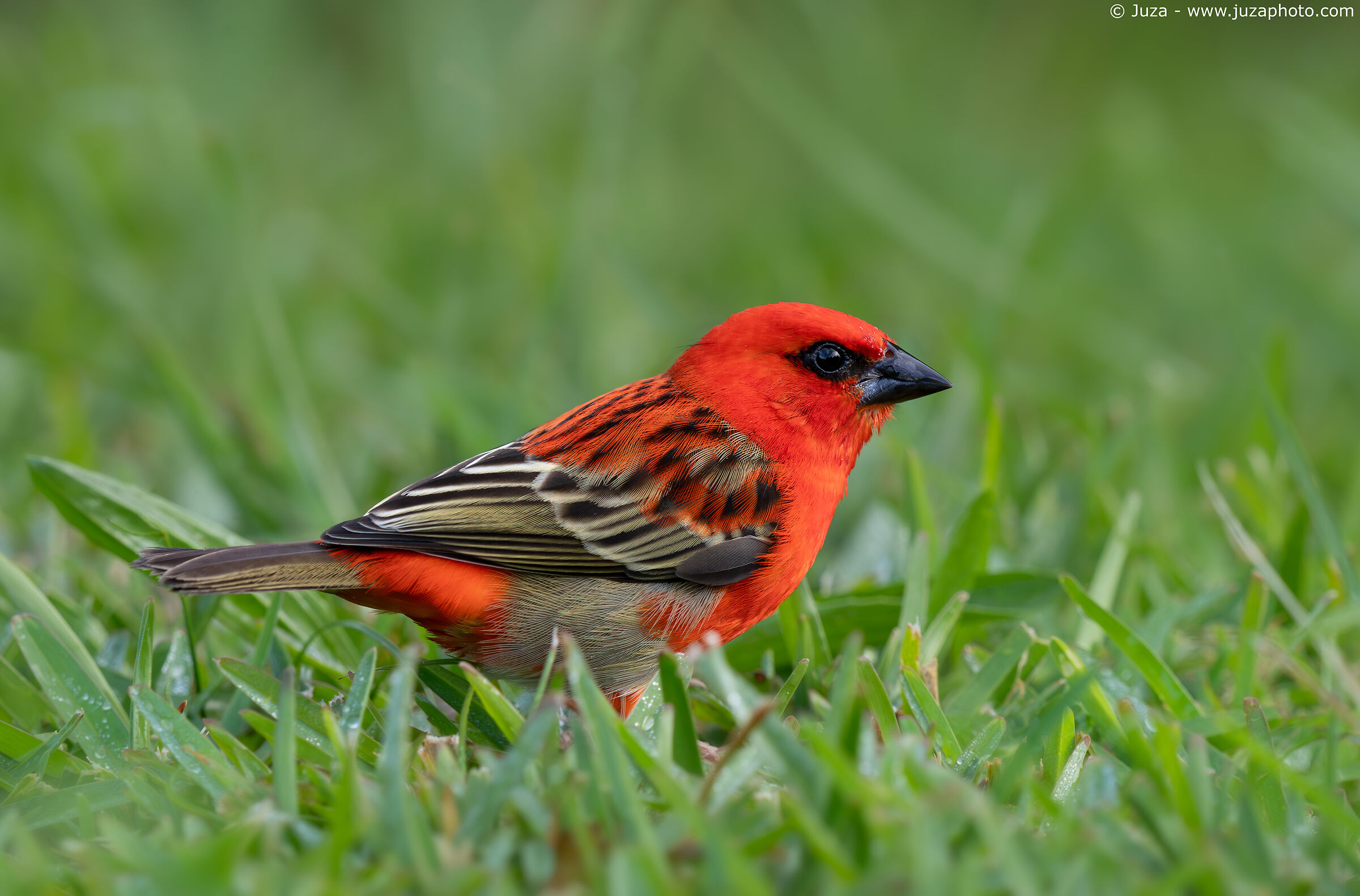 Weaver in the grass (Foudia madagascariensis)