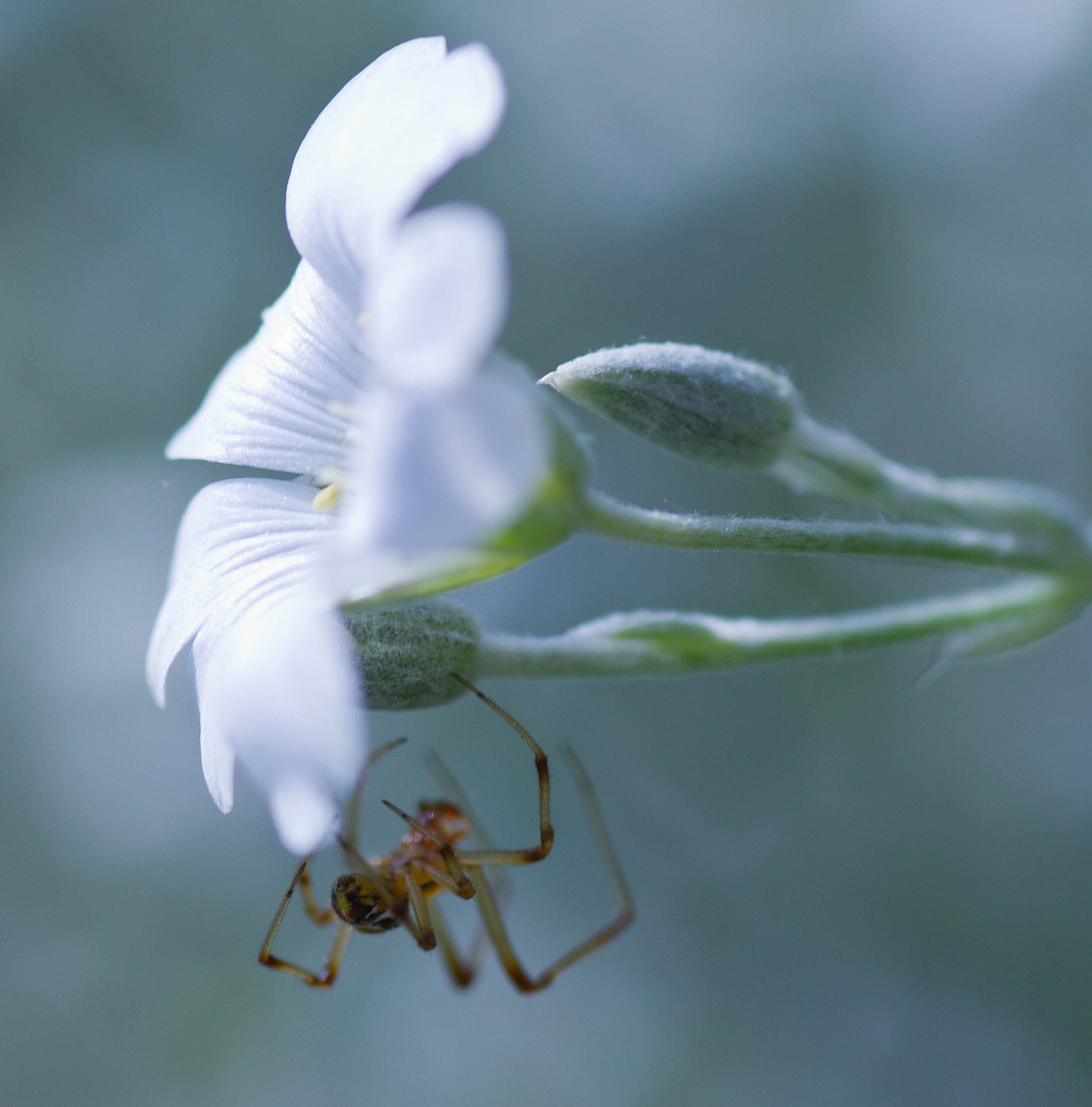 ragnetto intento a creare la sua tela