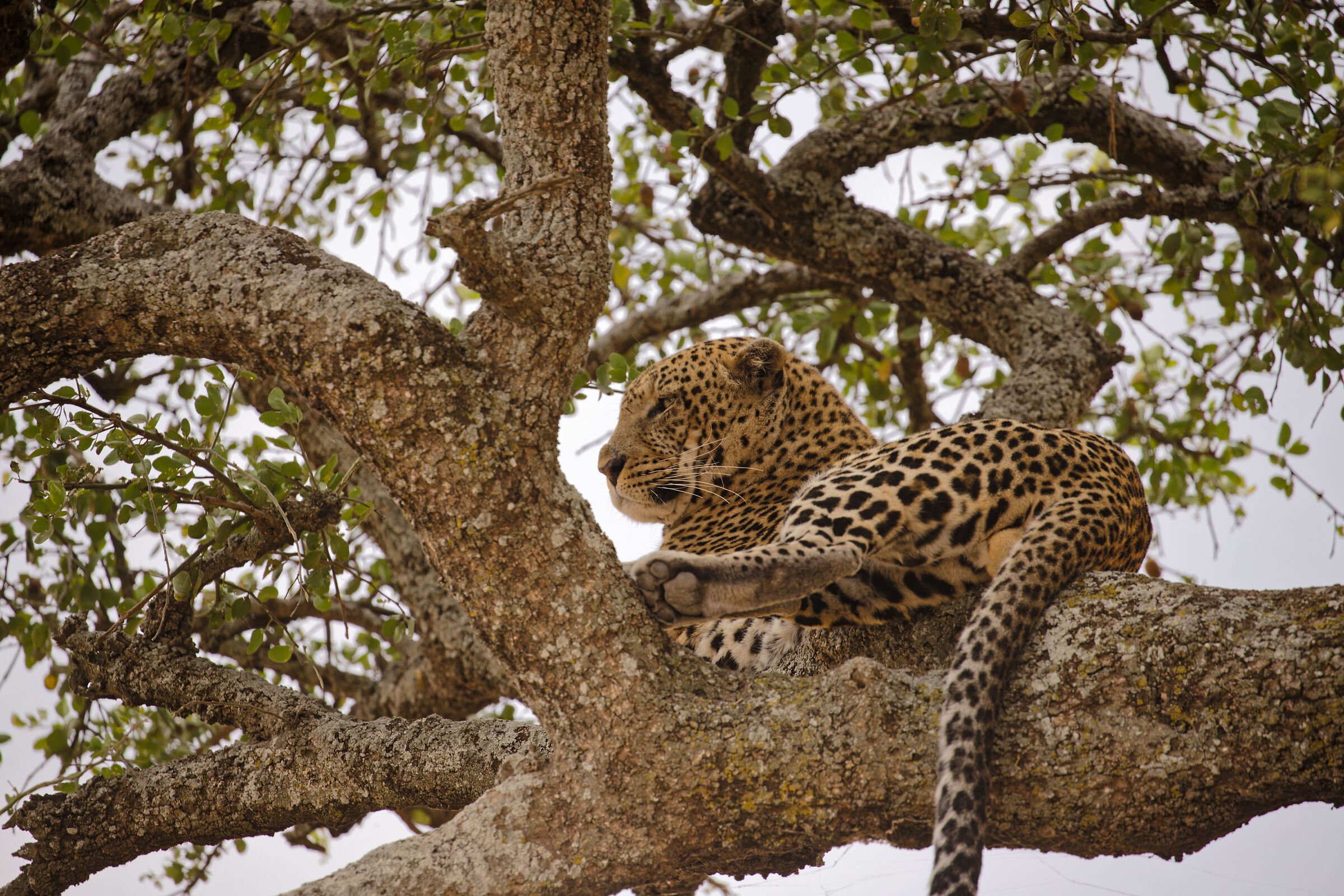 Panthera pardus