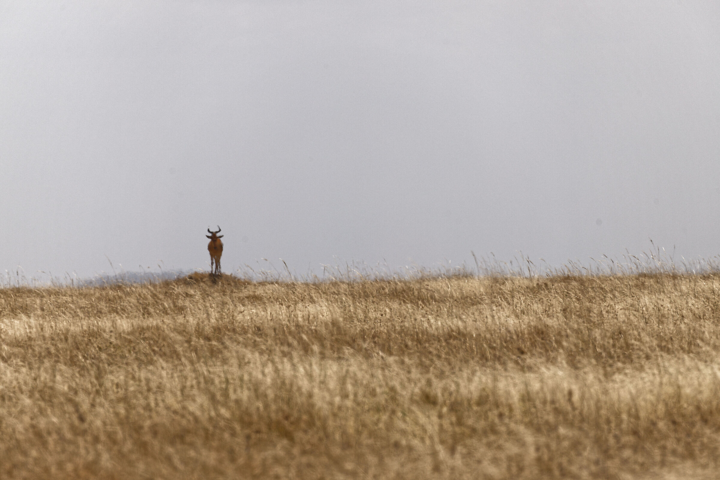 Savanna