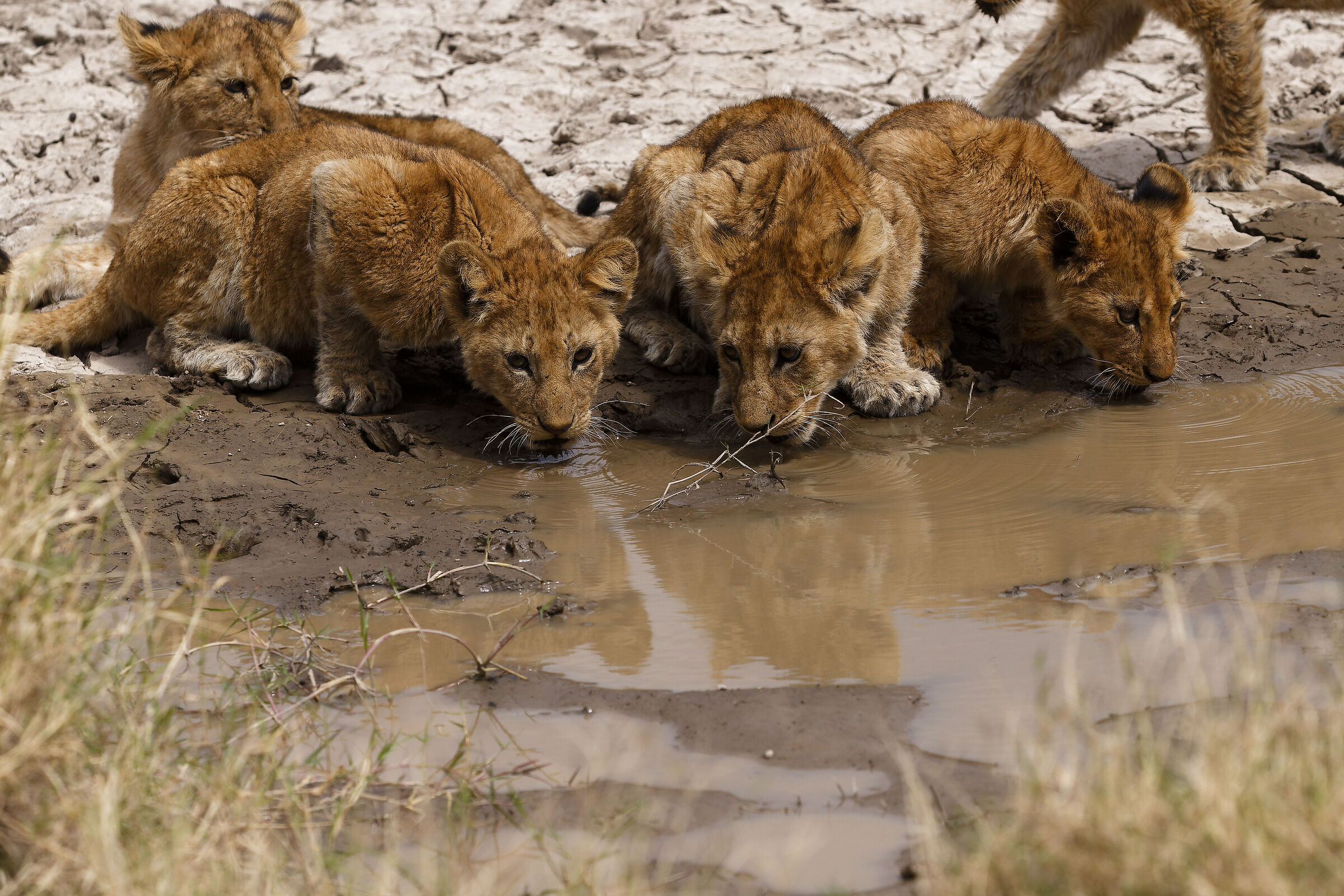 Puppies in the Serengeti