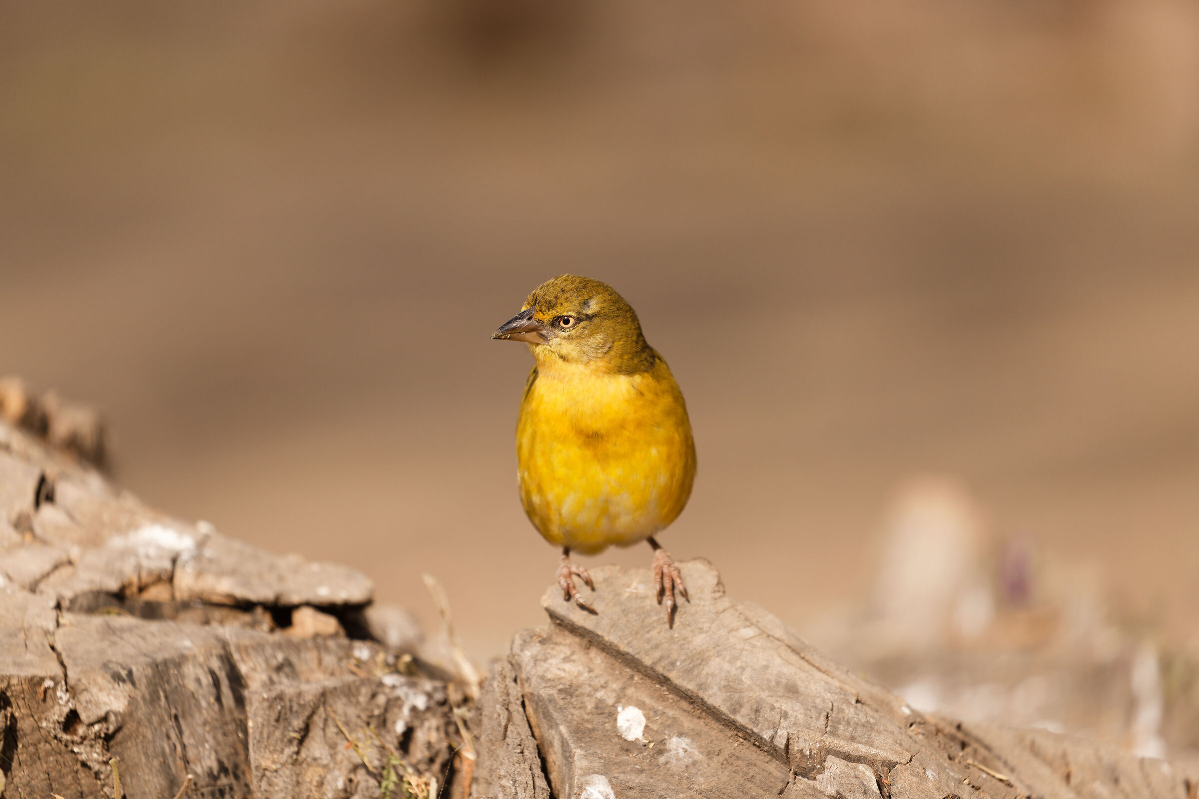 Tanzania Serengeti