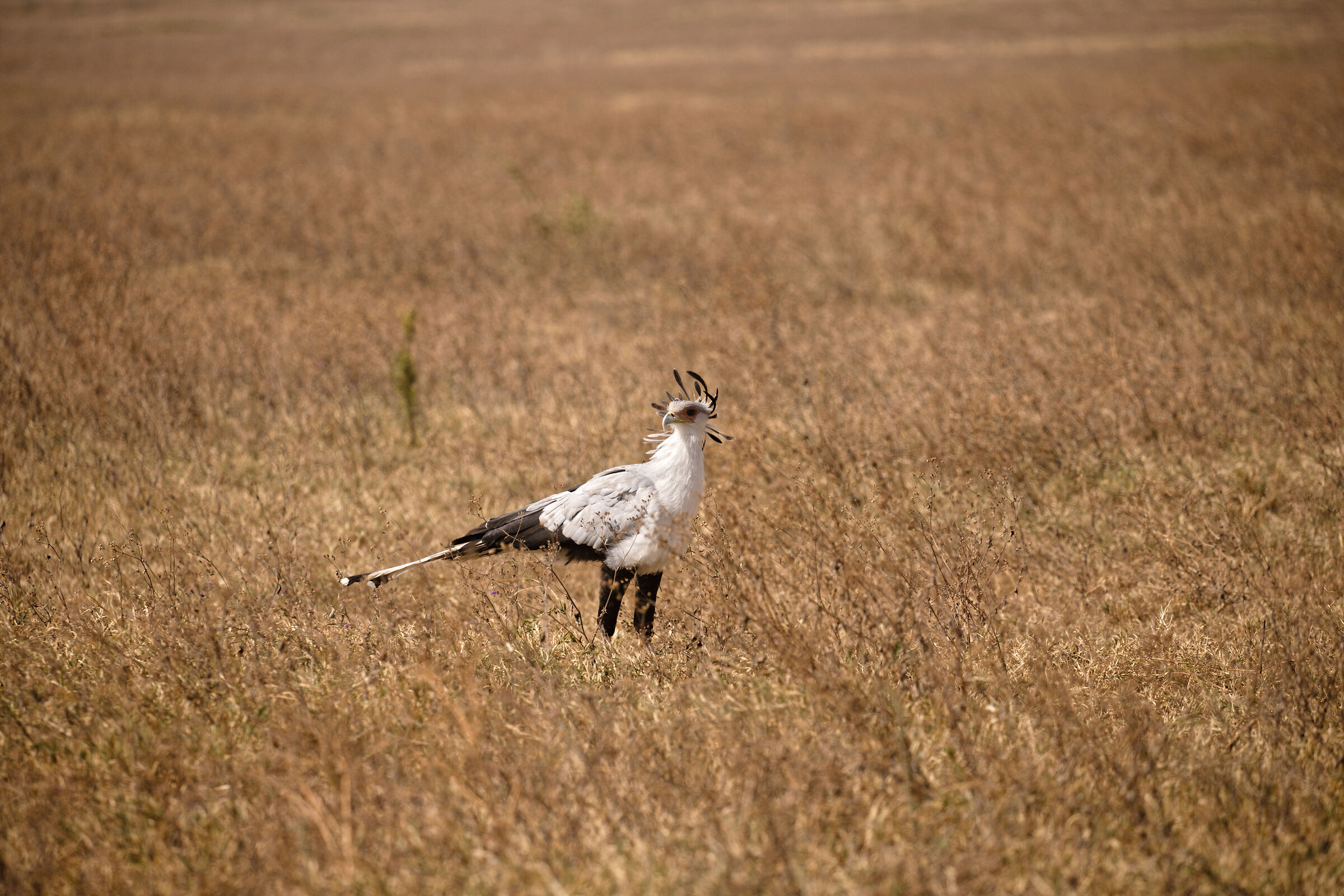 Tanzania Serengeti