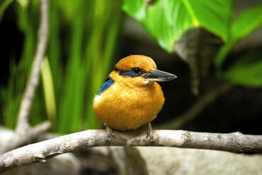 Todiramphus cinnamominus