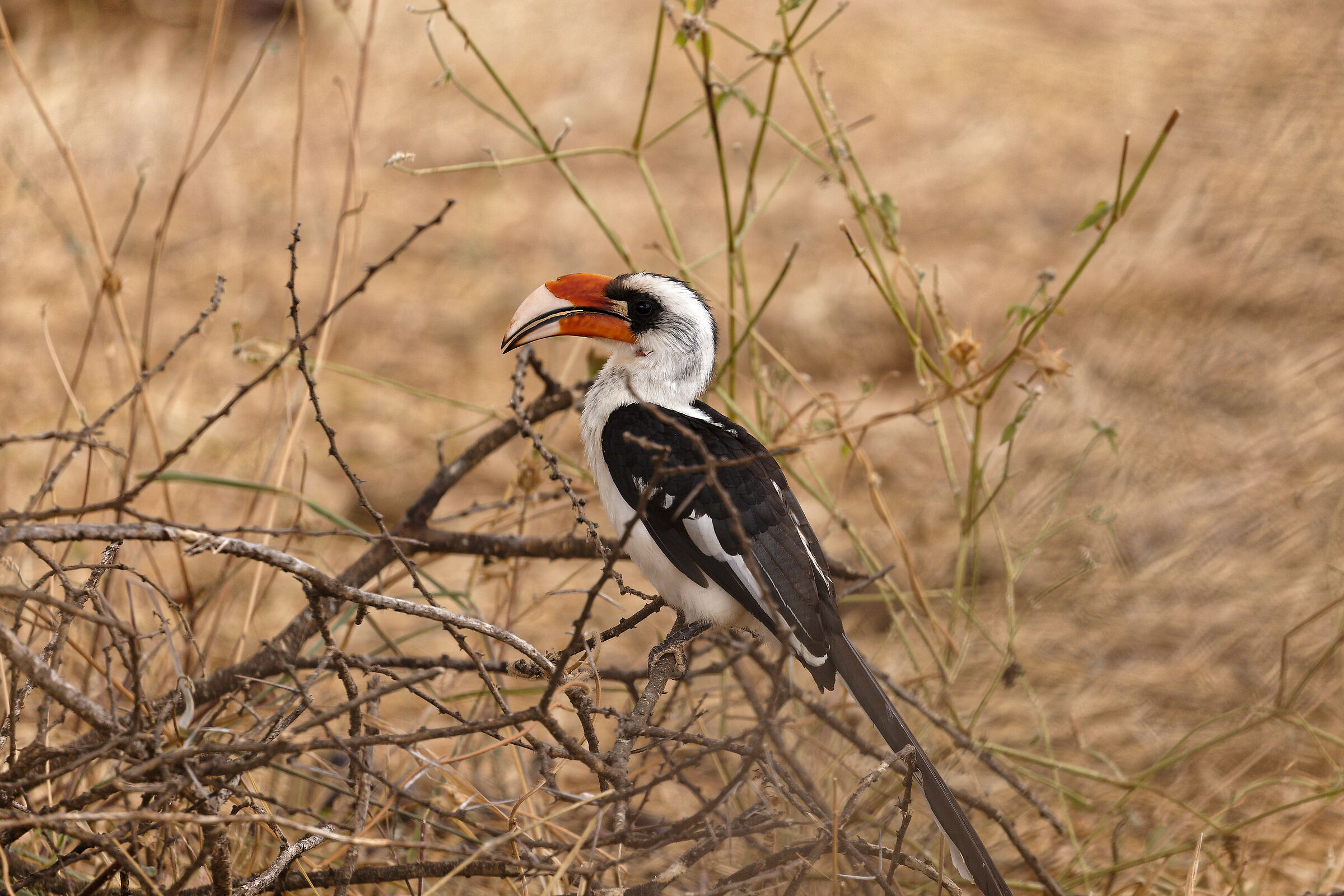 Tanzania Serengeti