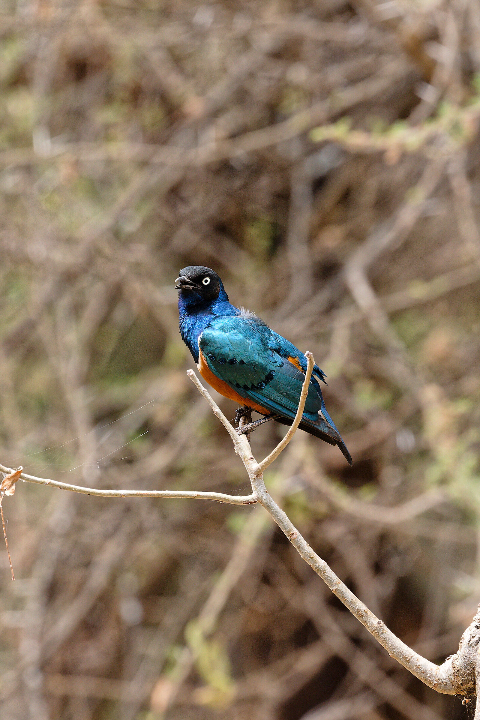 Tanzania Serengeti