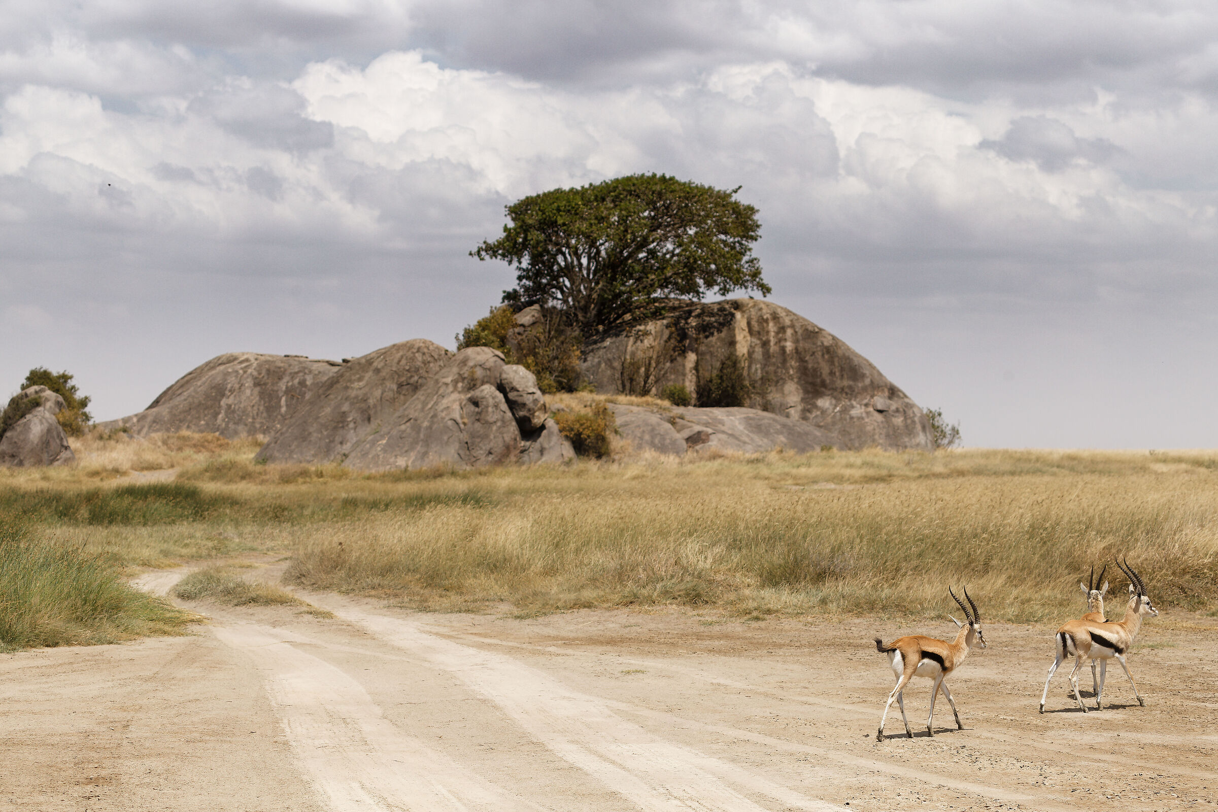 Tanzania Serengeti