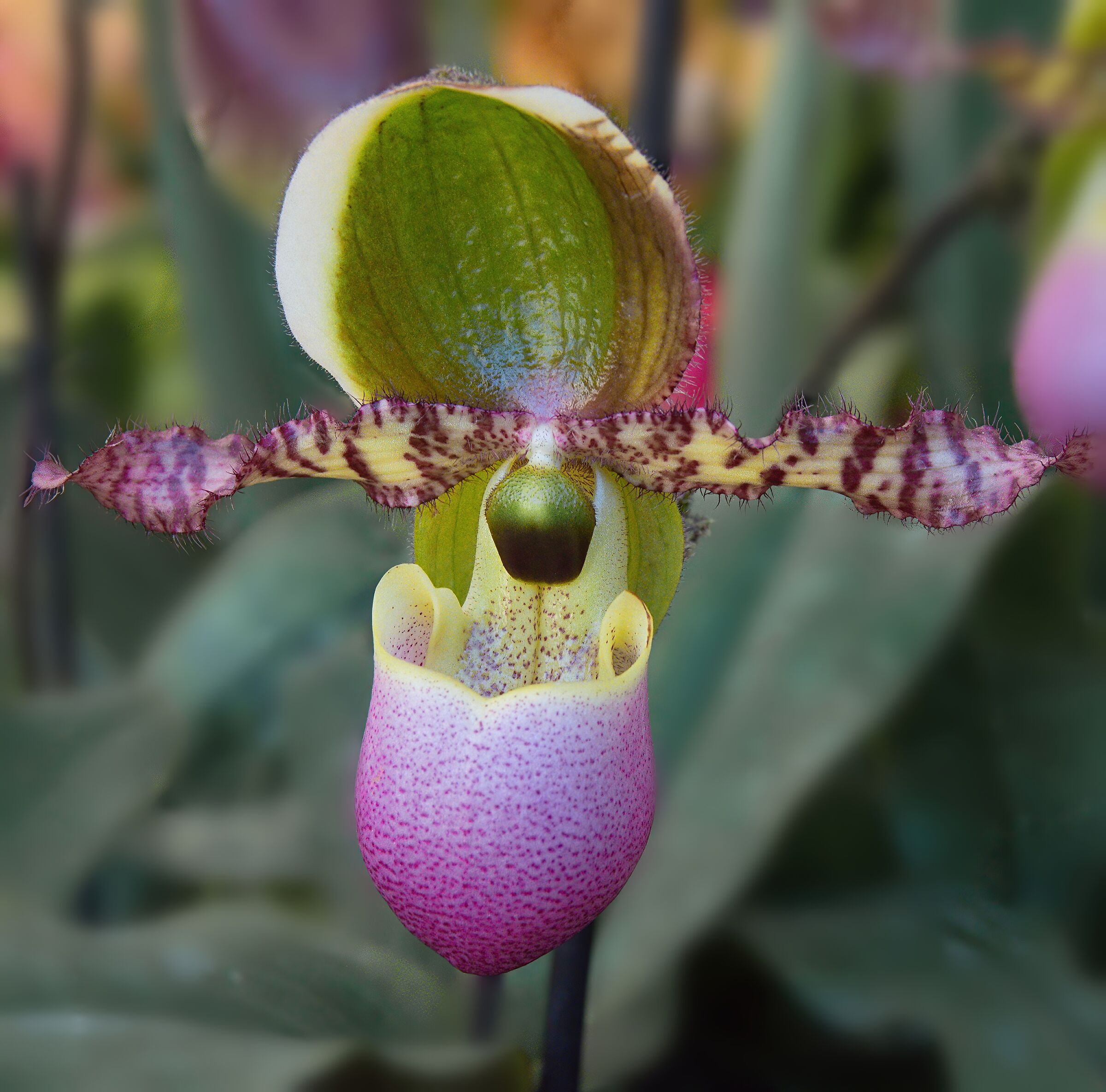 Paphiopedilum liemianum