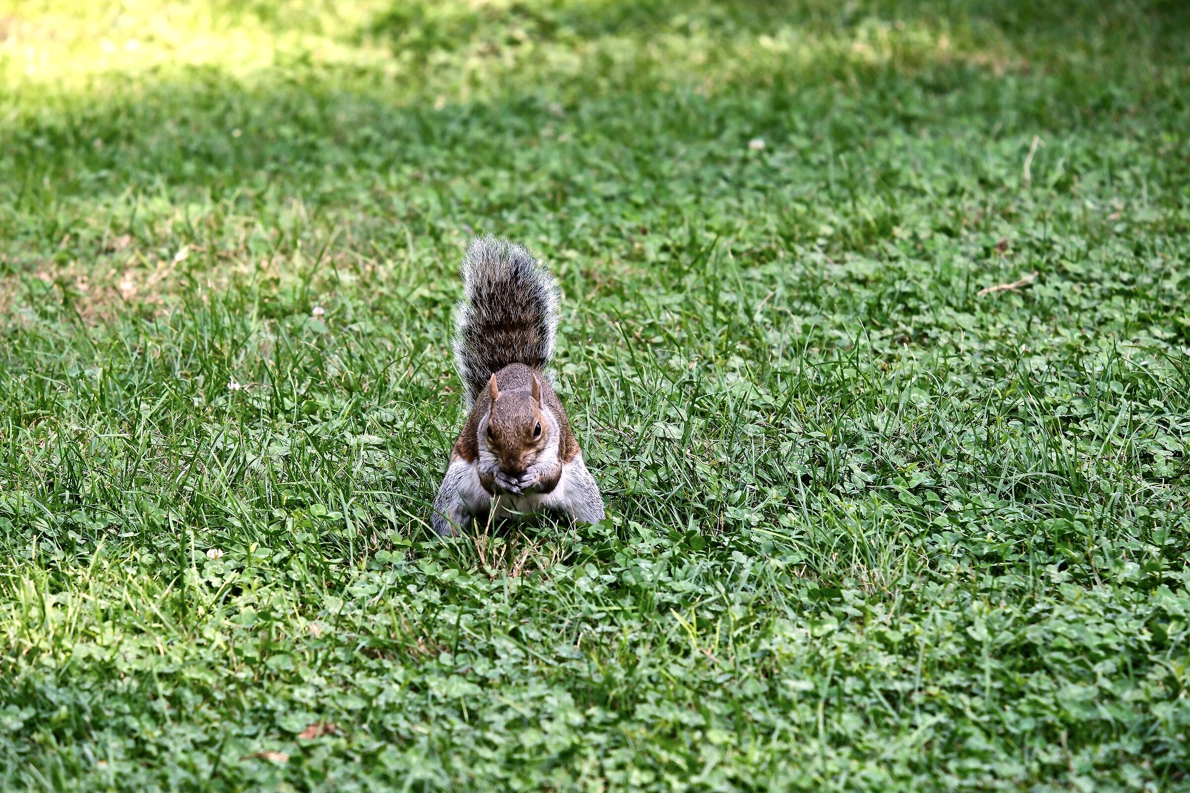 squirrel