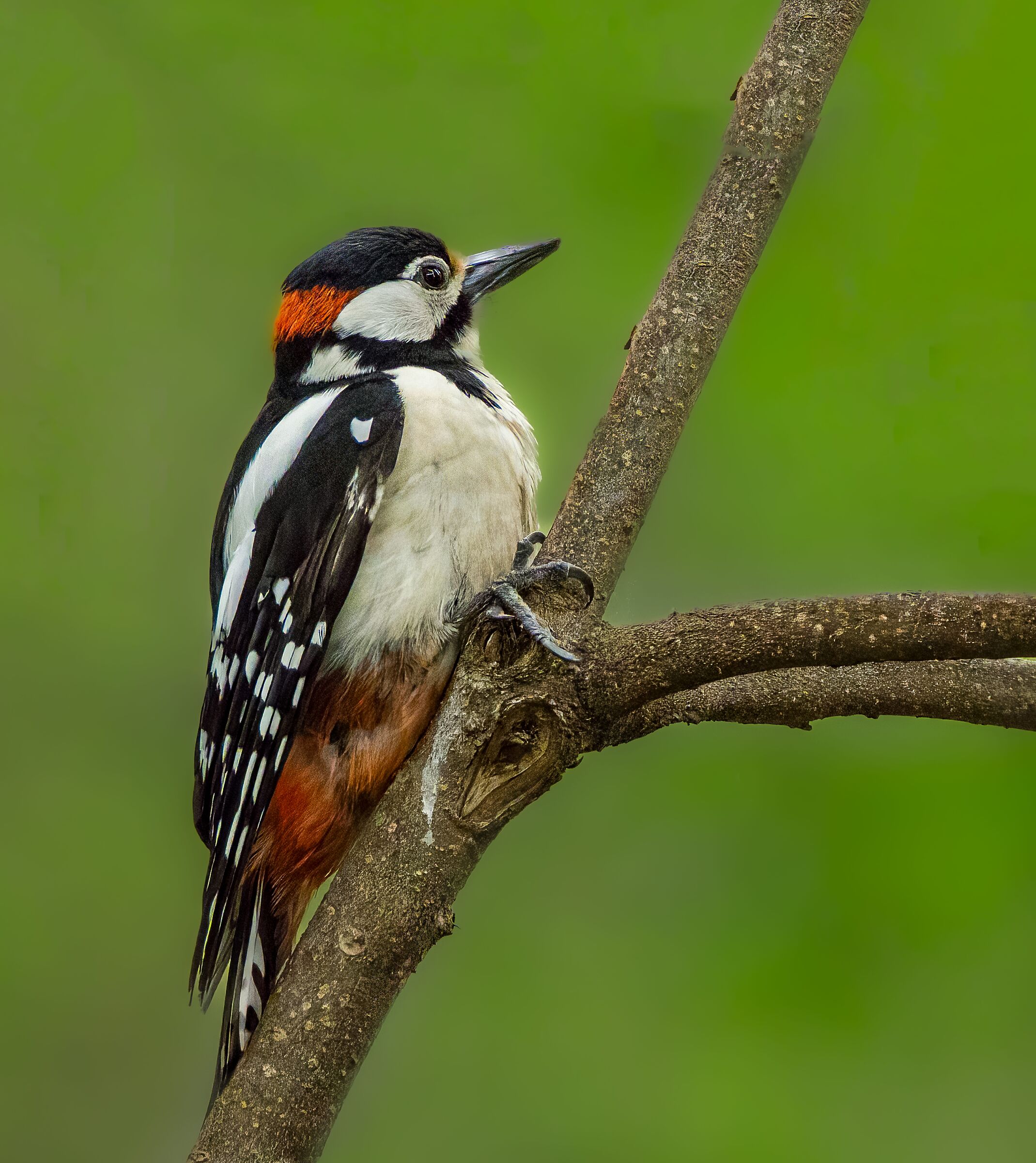 Greater spotted woodpecker