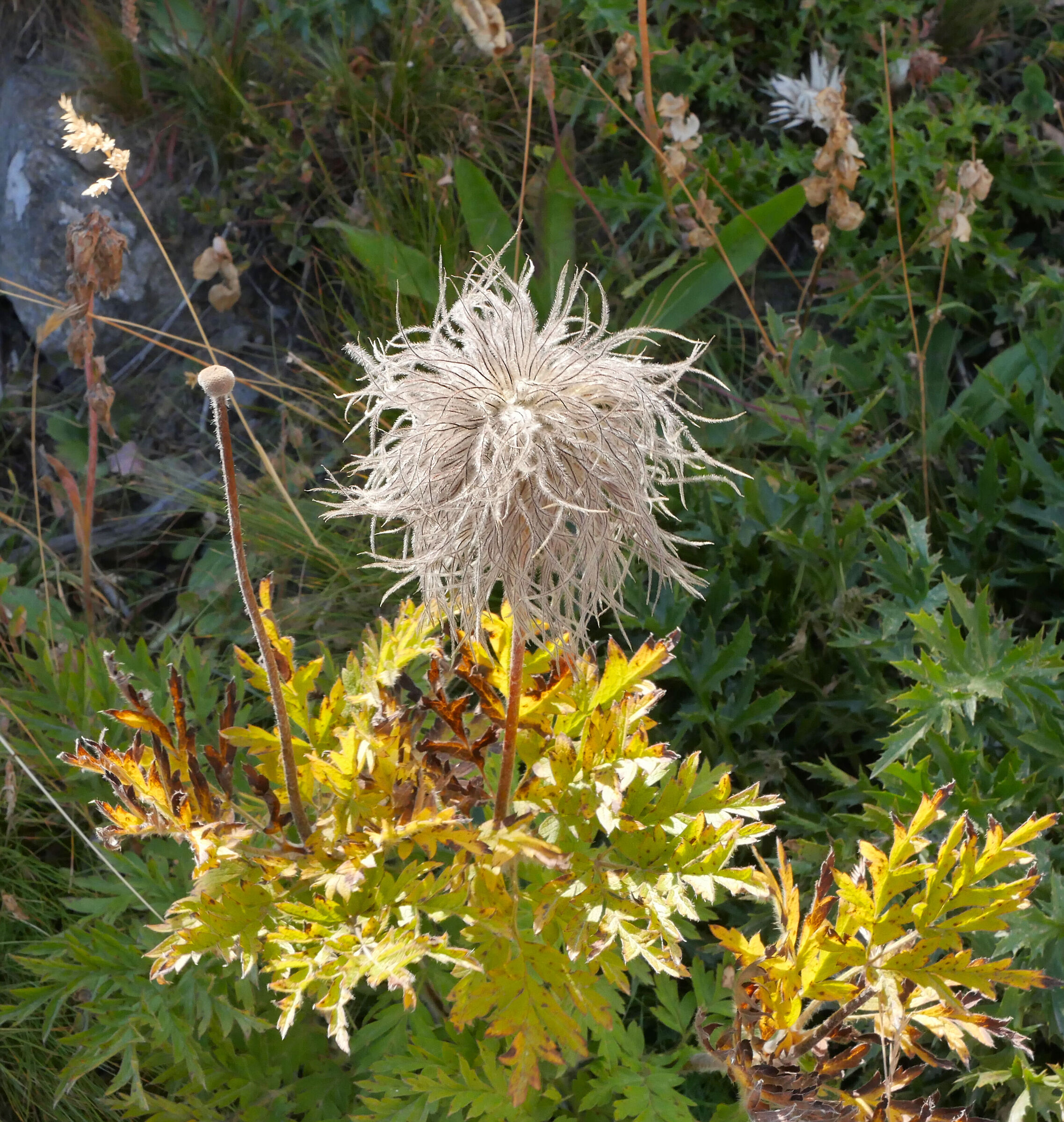 Pulsatilla alpina: the disheveled flower