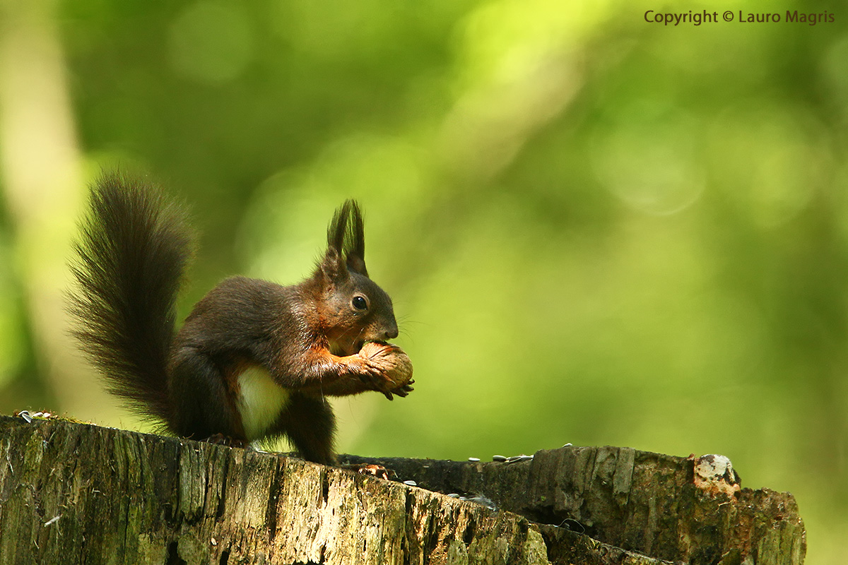 Potassium deficiency