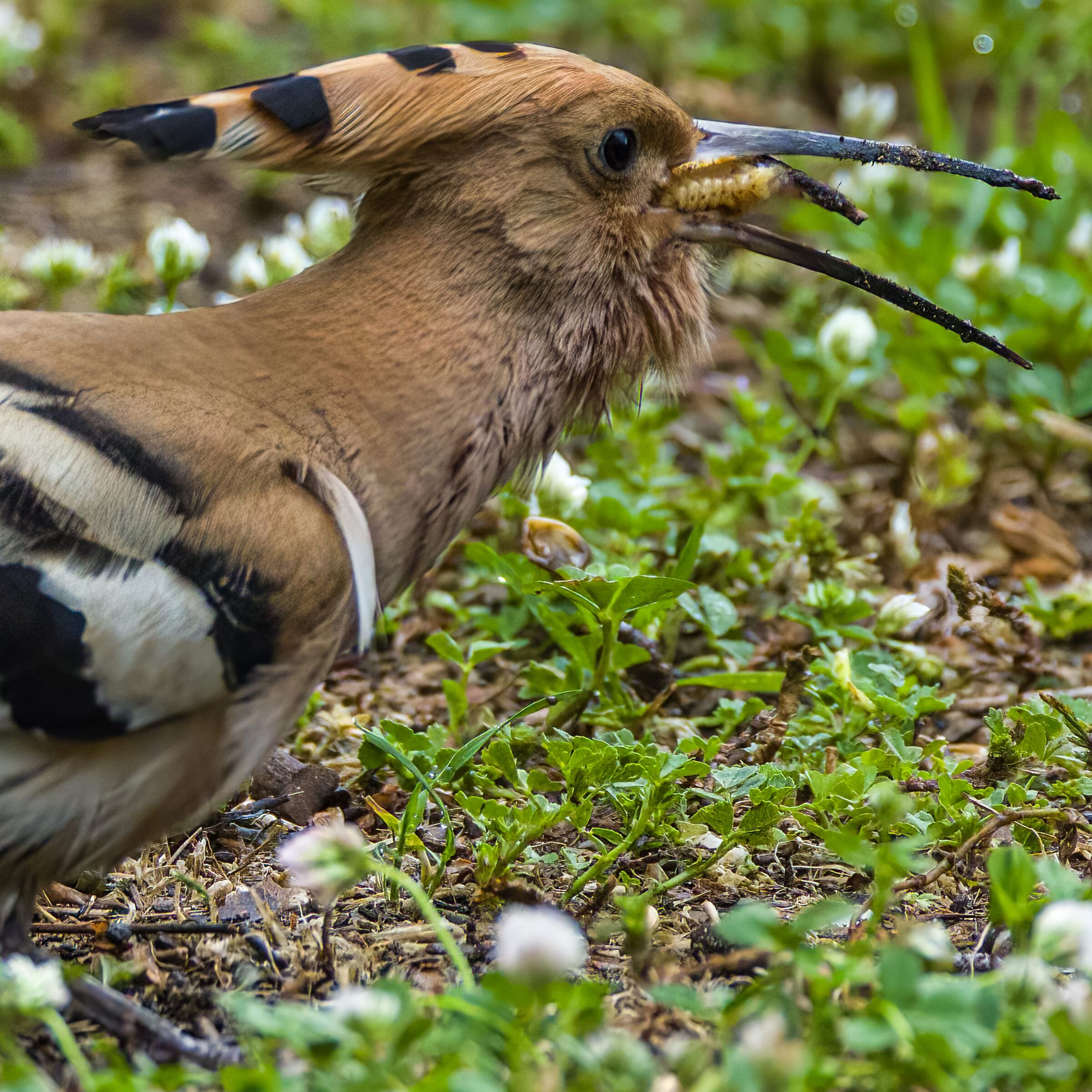 Hoopoe