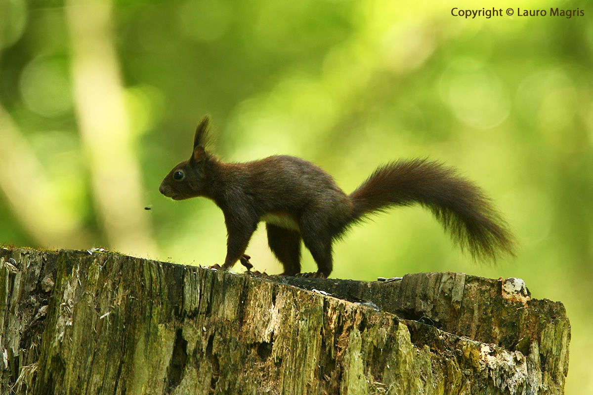 If I skip the fly on the nose