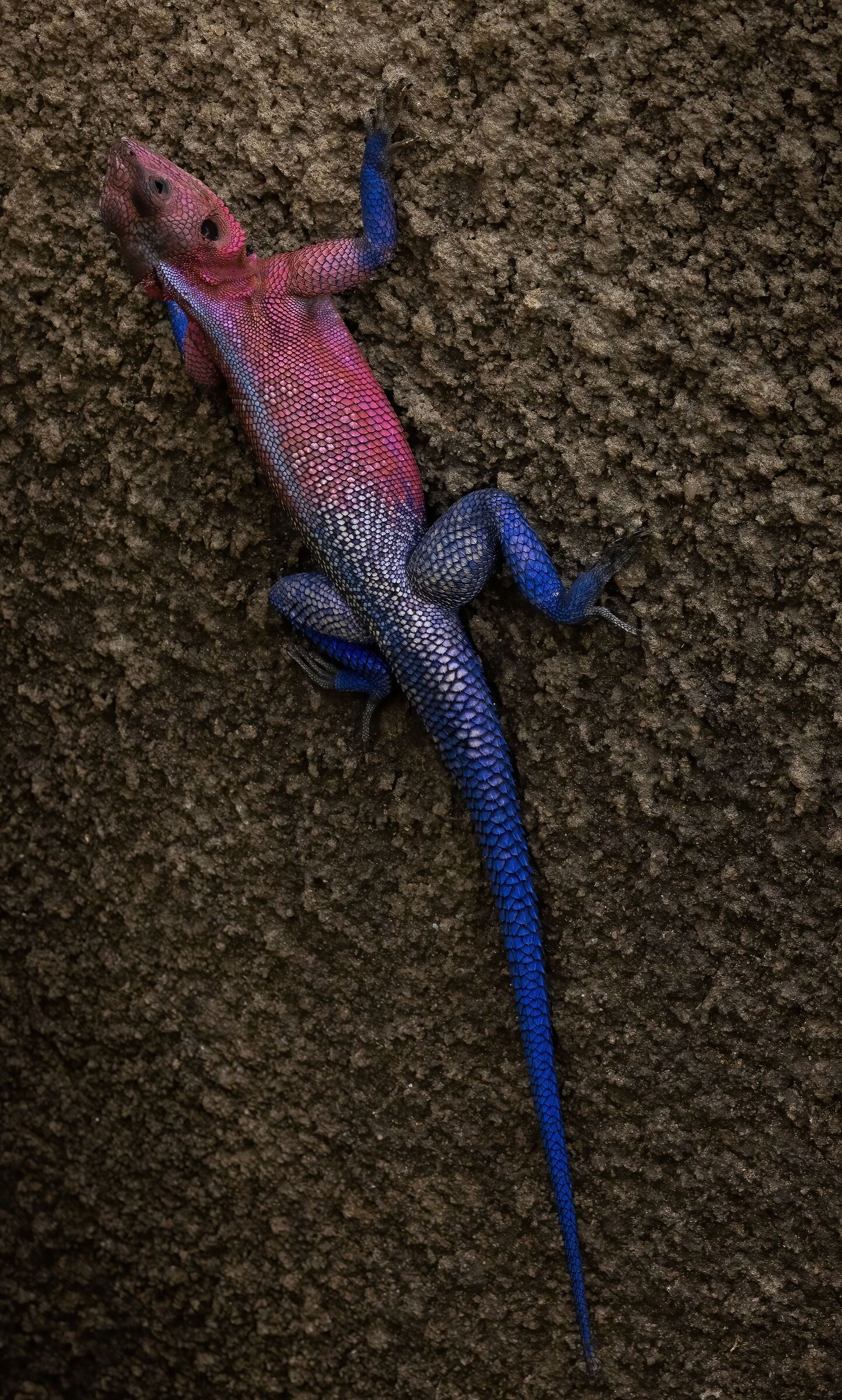 Agama mwanzae