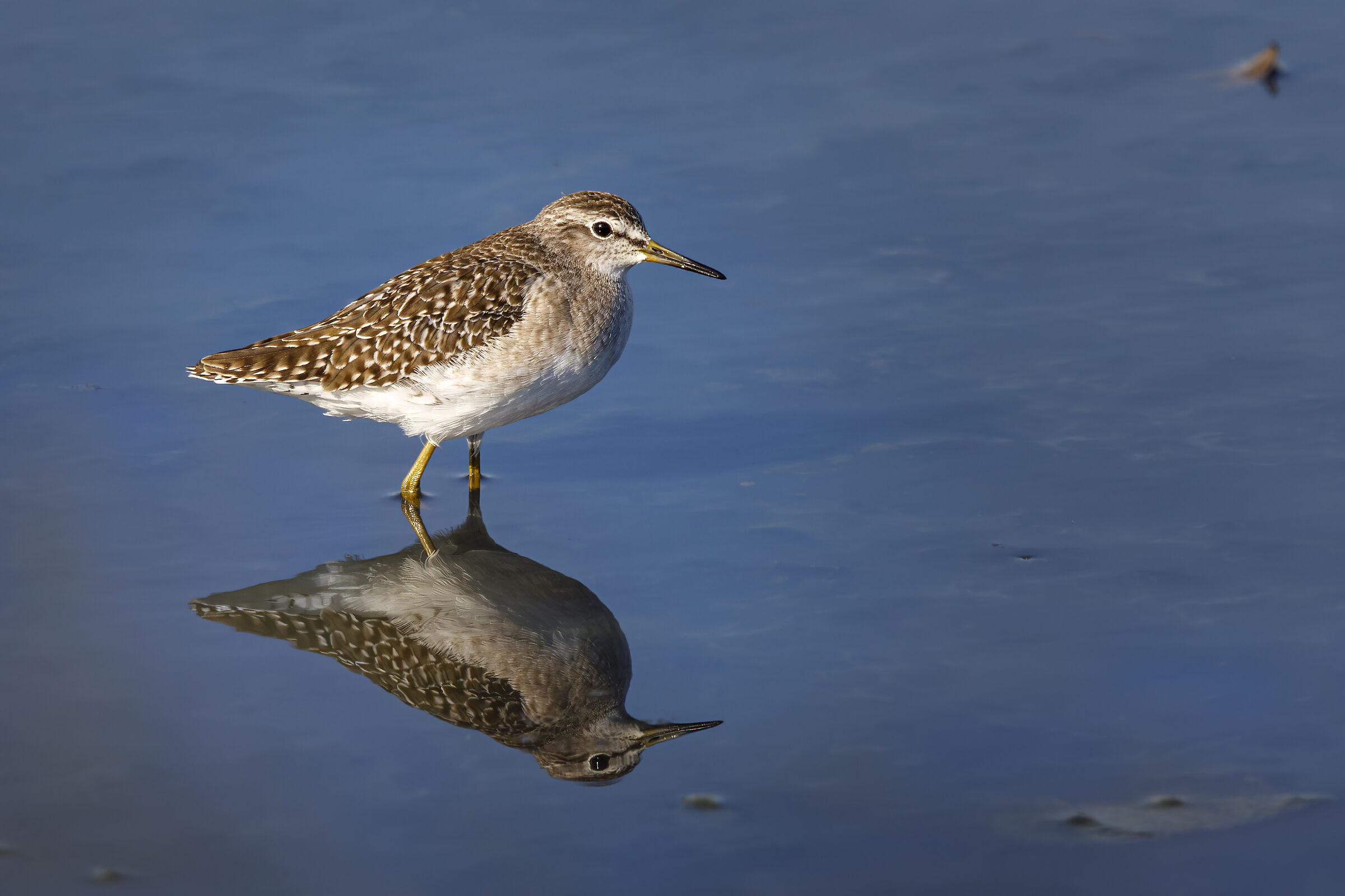 Piro Piro boschereccio