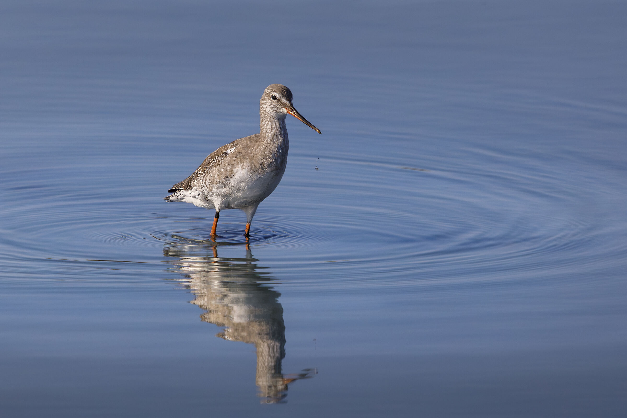 facciamo gli anelli in acqua