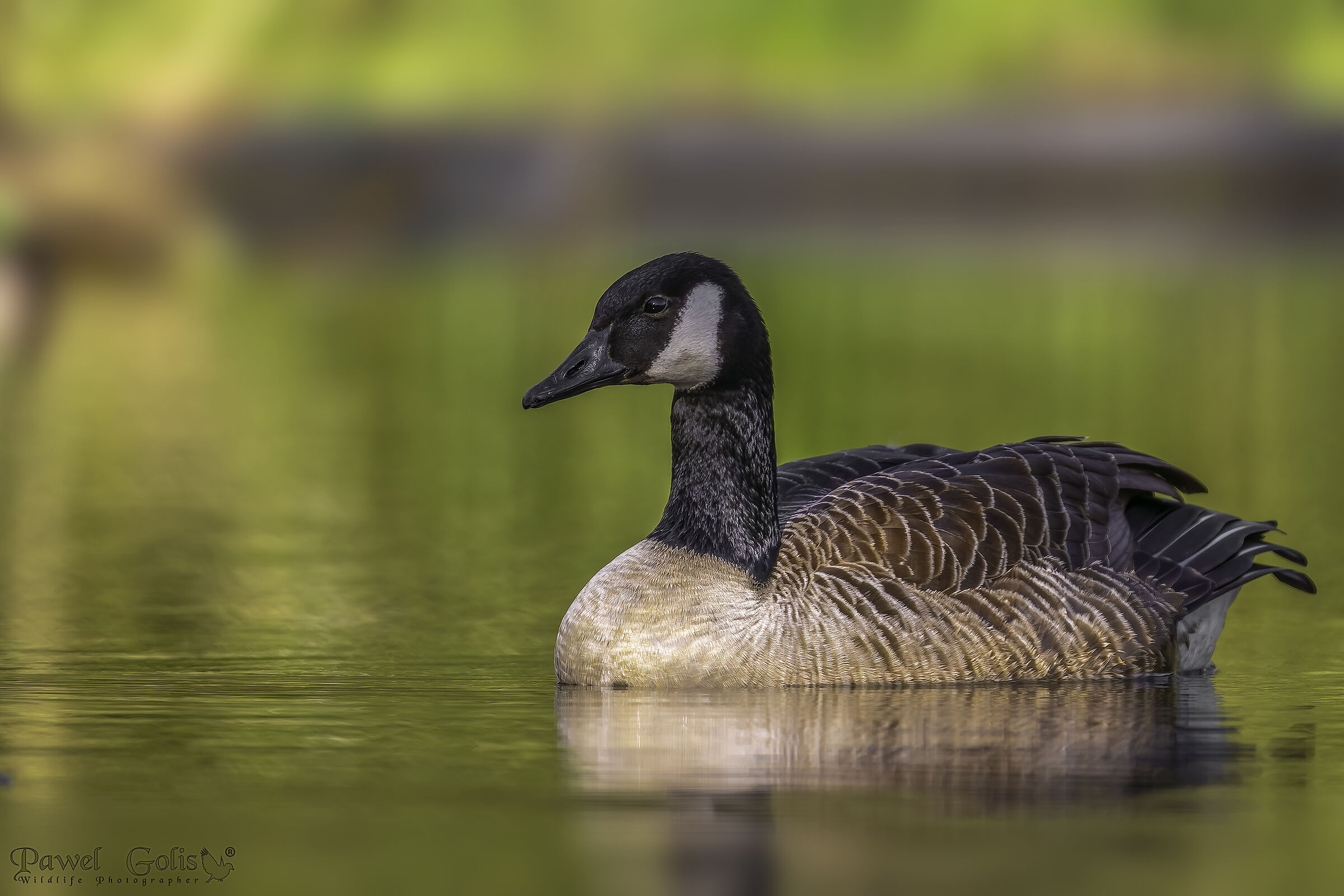 Oca canadese (Branta canadensis)