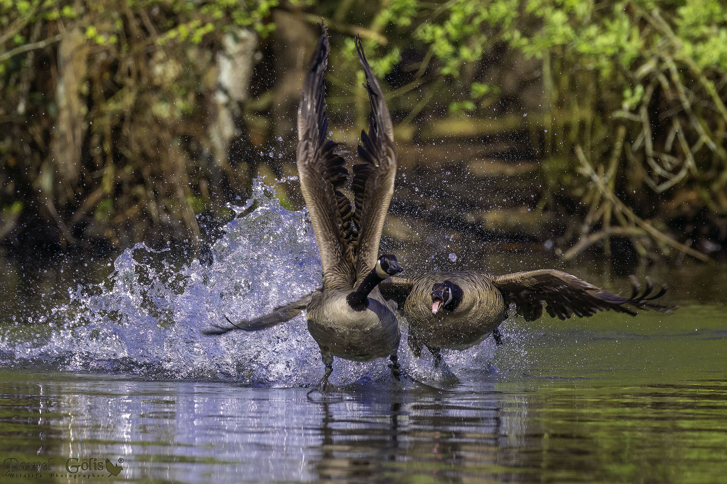 Oca canadese (Branta canadensis)
