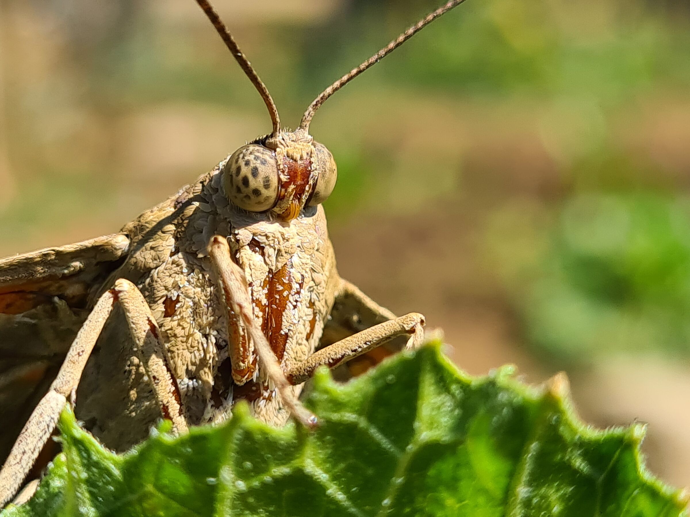 Butterfly/Moth?!? Help