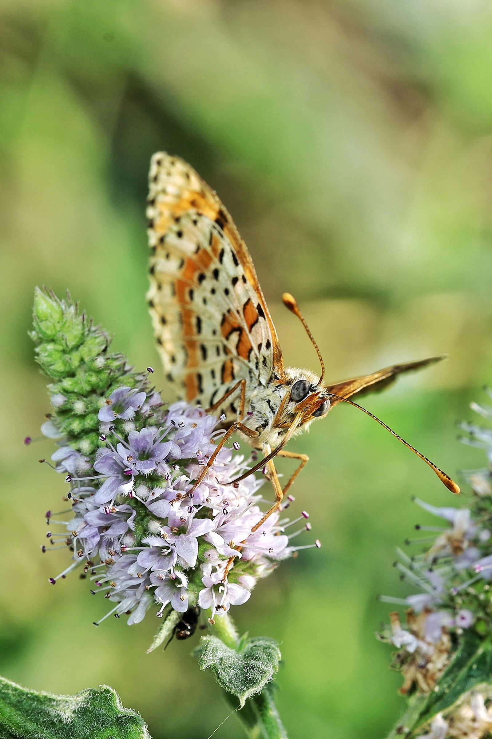 Melitaea didyma su Mentha spicata