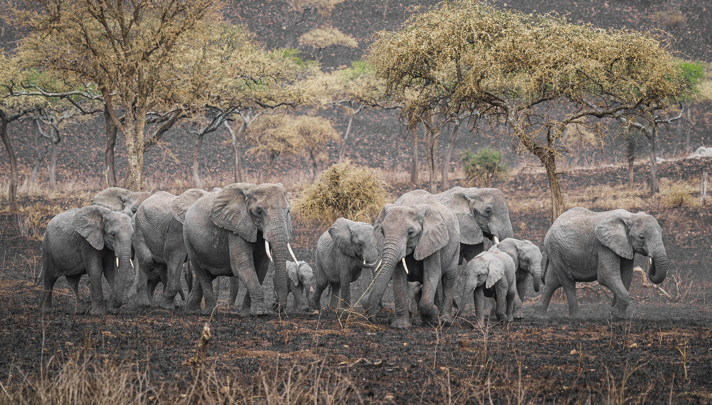 elephants